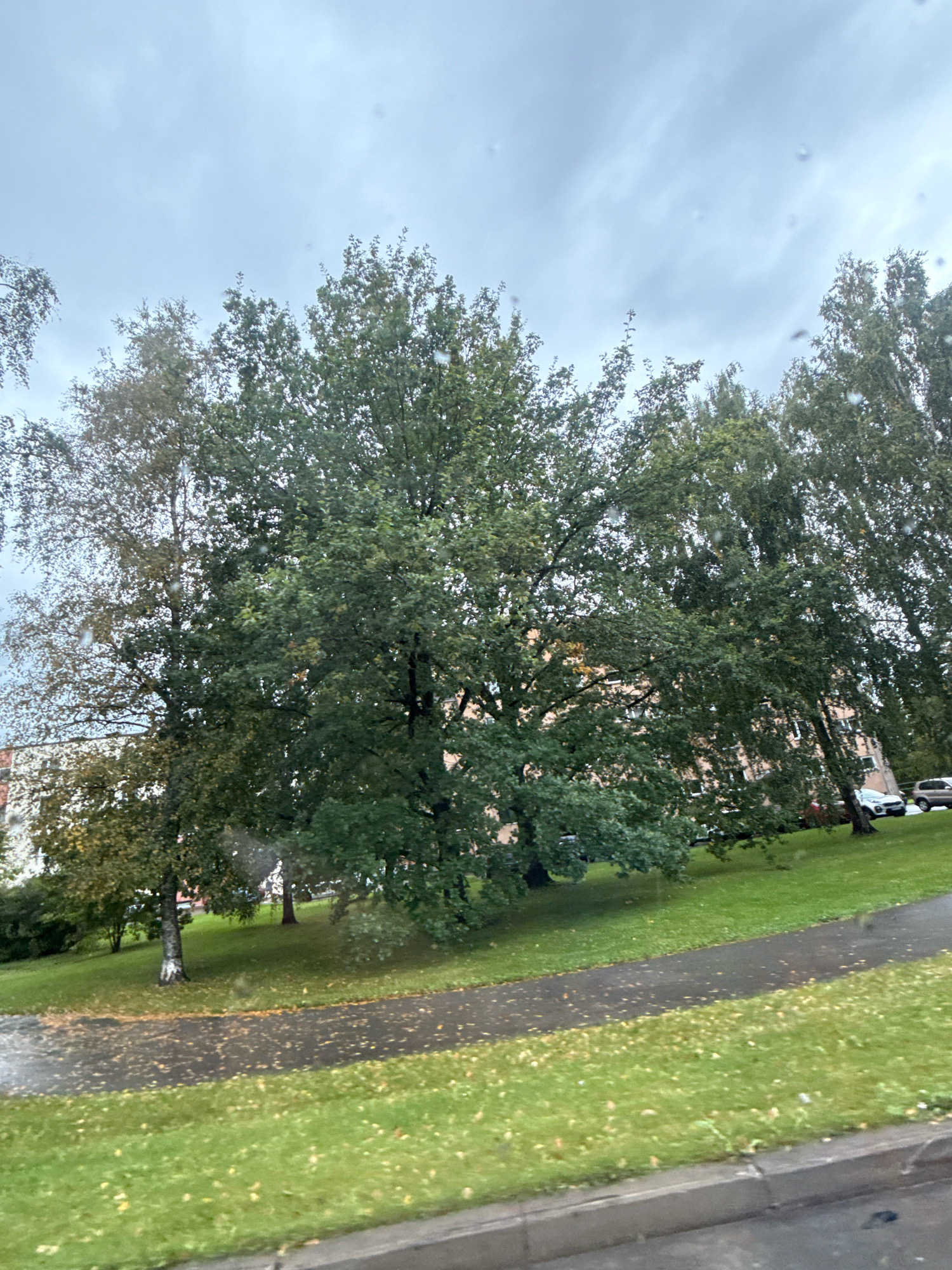 The image depicts an outdoor scene, likely in Saku, Estonia, on a cloudy day. The foreground features a grey asphalt path with scattered yellow leaves on its surface and the adjacent vibrant green grass. Beyond the path, large deciduous trees with dense green foliage dominate the view. Some of these trees show hints of autumn colors with yellowing leaves. In the background, a multi-story residential building with light-colored walls and visible windows is partially obscured by the trees. Several parked vehicles, including a white SUV and a dark-colored car, are visible in front of the building. The sky is overcast with soft, diffused light. The overall impression is that of a park or residential area during the autumn season, with signs of recent rain indicated by the wetness of the asphalt and leaves.
