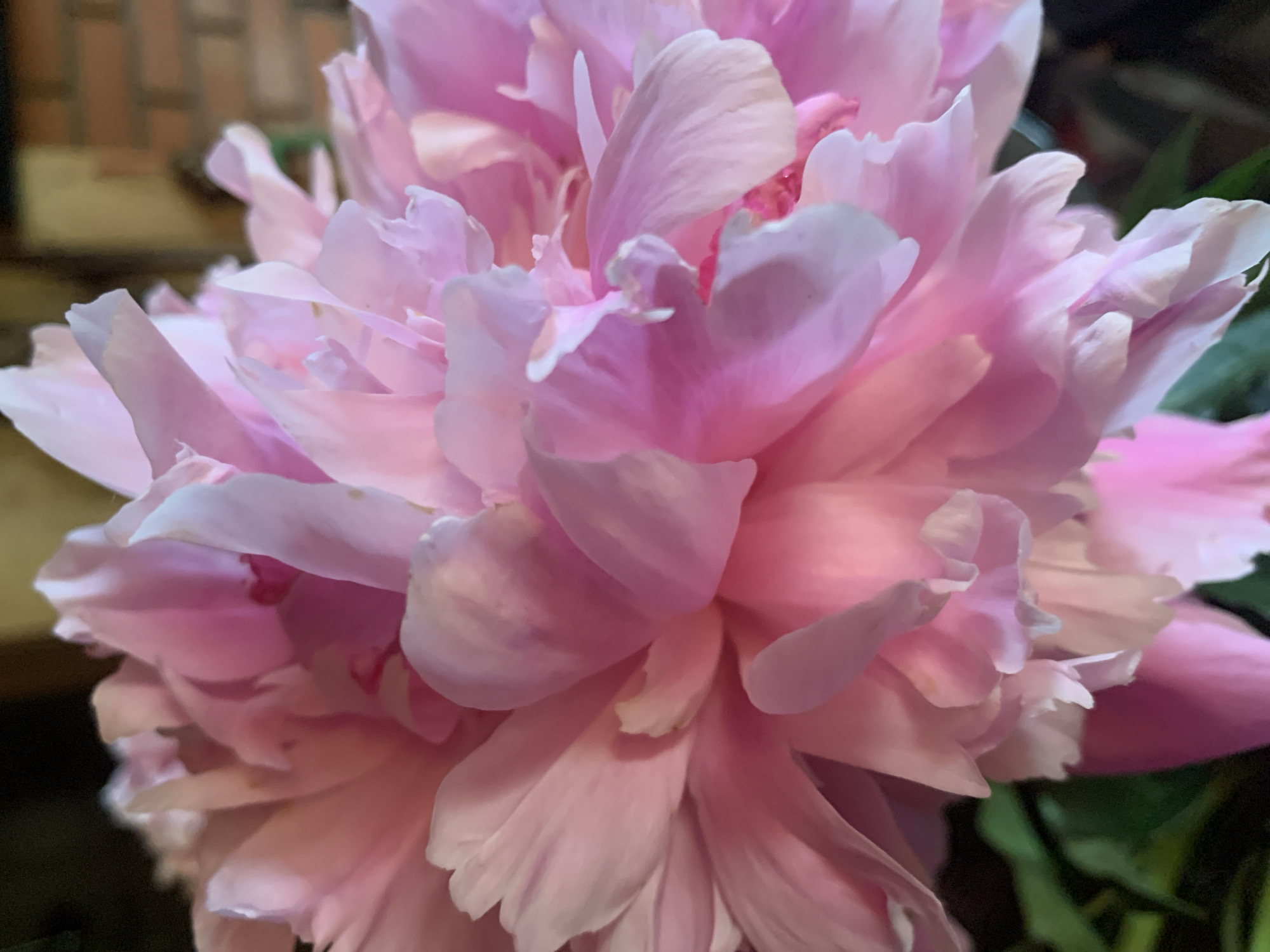 The image is a close-up, vertical shot of a pink peony flower. The petals are soft and layered, with a gradient of color from a deep pink in the center to a lighter, almost white pink at the edges. Some petals appear slightly translucent, allowing light to pass through them. The background is blurred, showing hints of dark foliage on the left and a brick wall on the right, suggesting an outdoor or garden setting. There are no people, actions, or interactions depicted. The exact location in Lindo-Pustyn' (Kantaurovskii S/S), Russia, is not discernible from the visual information provided in the image.