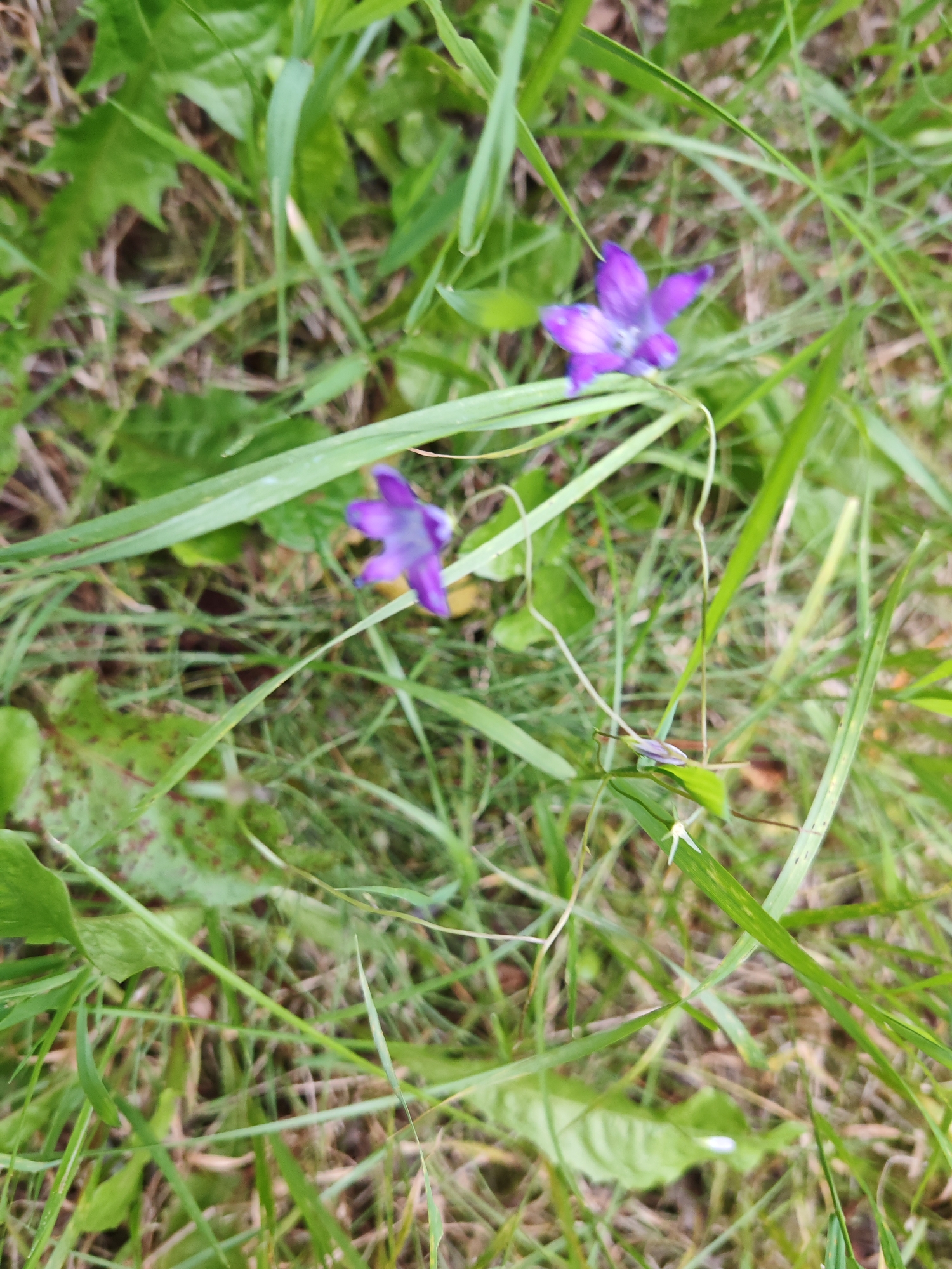 In Rosinka, Russia, this image captures a close-up, slightly blurred view of a patch of ground covered in green grass and some fallen leaves. Two small purple flowers, appearing to be bellflowers, are visible amongst the foliage. One flower is positioned in the upper right quadrant of the image, and another is located slightly lower and to the left. The lighting suggests it is daytime, with natural light illuminating the scene. There are no people or animals present.