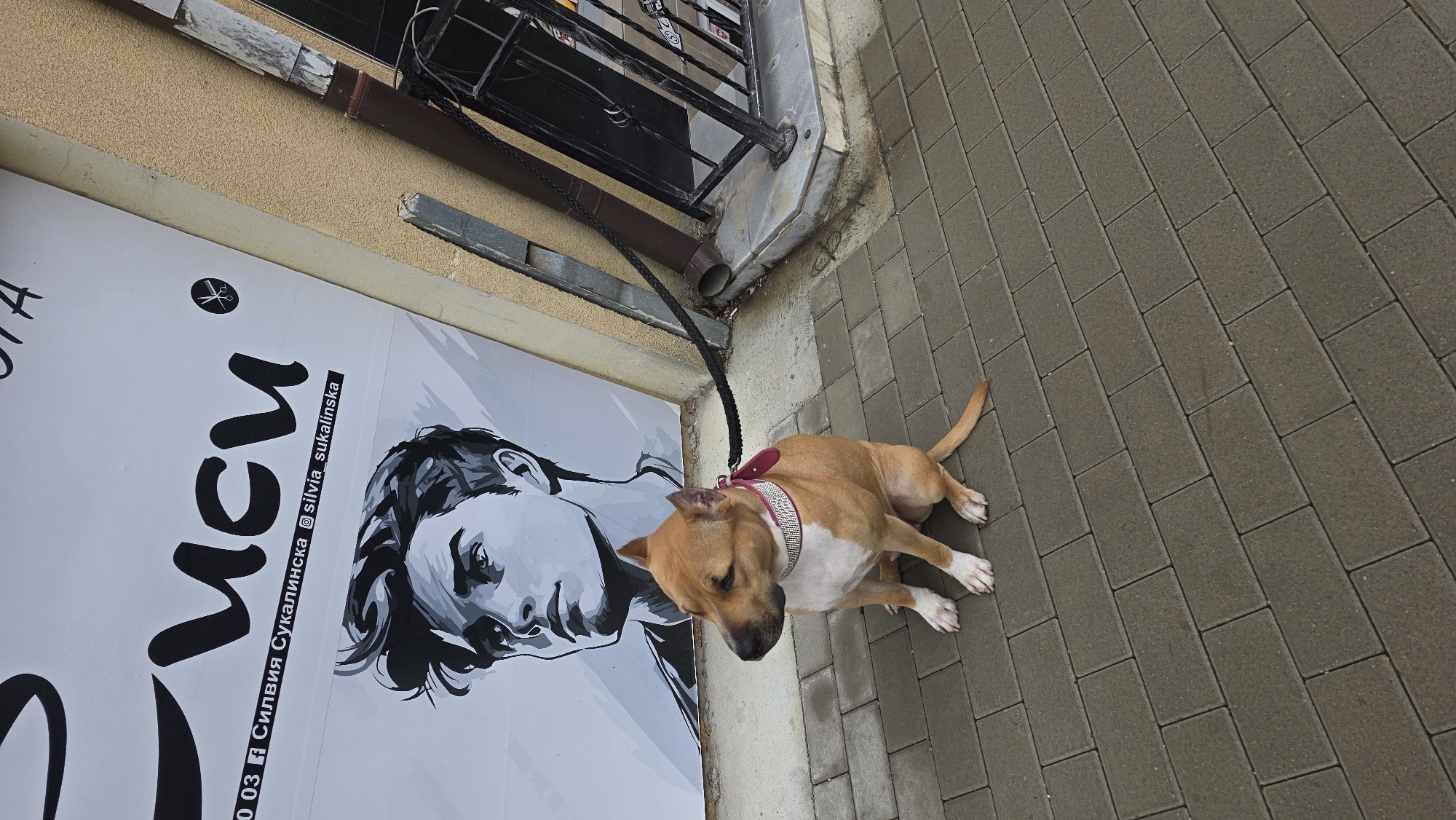 A tan and white American Staffordshire Terrier is leashed to a building on a sidewalk. The dog is wearing a pink collar and is lying down. The building has a large advertisement for "Silvia Sukalinska" in Bulgarian and English, accompanied by a monochrome portrait of a woman. The sidewalk is paved with gray rectangular blocks. The location is Blagoevgrad, Bulgaria.