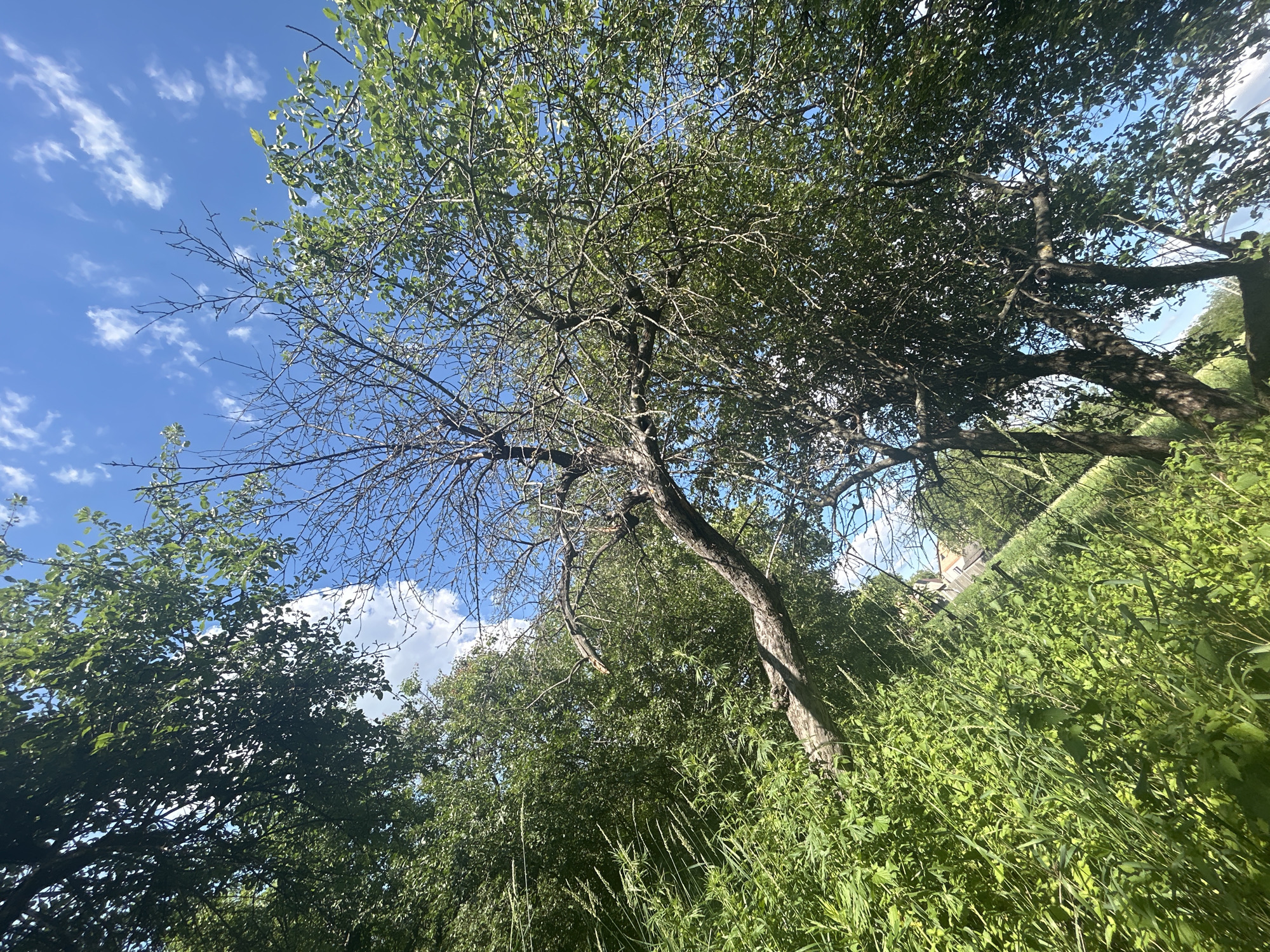 The image depicts a low-angle view of a tree with green leaves and bare branches against a bright blue sky with scattered white clouds. Tall green grass and other vegetation grow in the foreground and along the right side of the frame, suggesting an outdoor, natural setting. The tree's trunk is visible, with its branches extending upwards and outwards, some laden with leaves while others appear bare and twiggy. The sunlight suggests it is daytime, likely late morning or afternoon, given the bright illumination and clear sky. The overall scene is one of a summer day in a rural or park-like environment. No people or specific objects are clearly identifiable beyond the natural elements of trees and grass. The location context provided indicates Velykyi Trostianets, Ukraine, which further reinforces the rural setting. The image conveys a sense of natural growth and the changing seasons, with the presence of both leafy and bare branches.