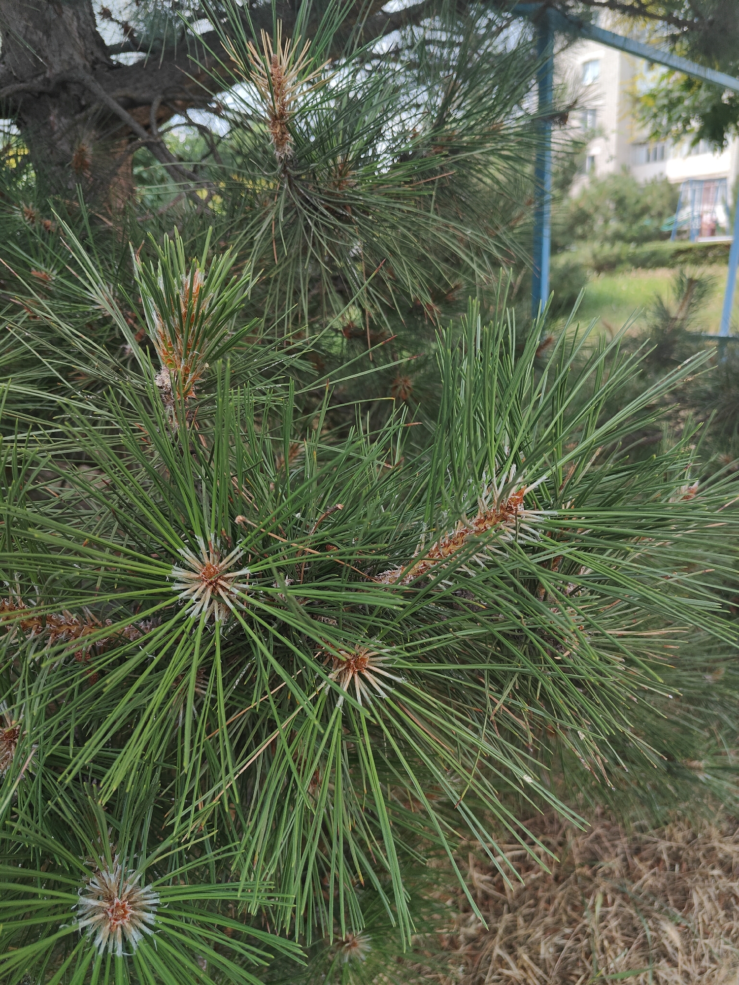This close-up shot captures the vibrant green needles of a pine tree, with several budding cones visible at the tips of the branches. The needles are long and slender, radiating outwards from the central buds. In the background, a blurred view of a building and a playground hints at an urban or suburban setting. The lighting suggests it could be daytime, with the overcast sky contributing to the soft illumination. The scene appears to be outdoors, likely in a park or residential area. The pine needles are the primary focus, showcasing their natural beauty and intricate structure. There is no visible text within the image.