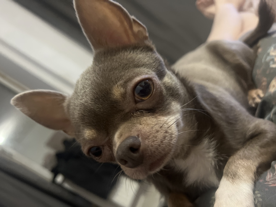 A close-up captures a grey Chihuahua with large, expressive eyes. Its face fills much of the frame, tilted towards the viewer. One ear stands erect while the other angles slightly to the side. A white patch is visible on its chest. The background is softly blurred, showing a patterned surface, possibly fabric, and a hint of a person's leg.