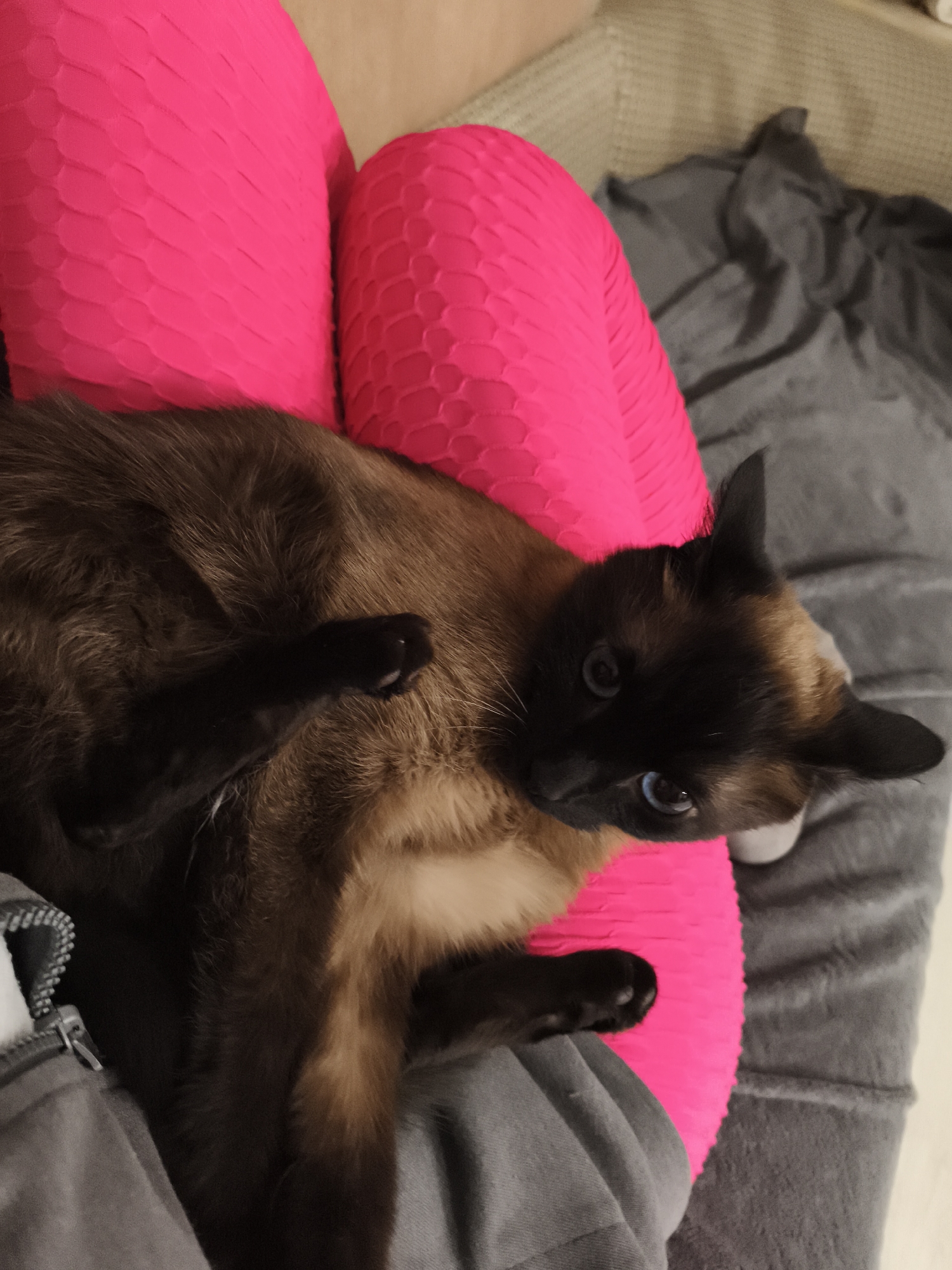 A Siamese cat with dark brown and tan fur and bright blue eyes lies on a person's lap, which is covered by bright pink, textured leggings. The cat is resting on a gray blanket. The background shows a neutral-colored couch. The scene appears to be indoors, in a residential setting. There is no indication of the cat's location in Русский Вожой, Russia.