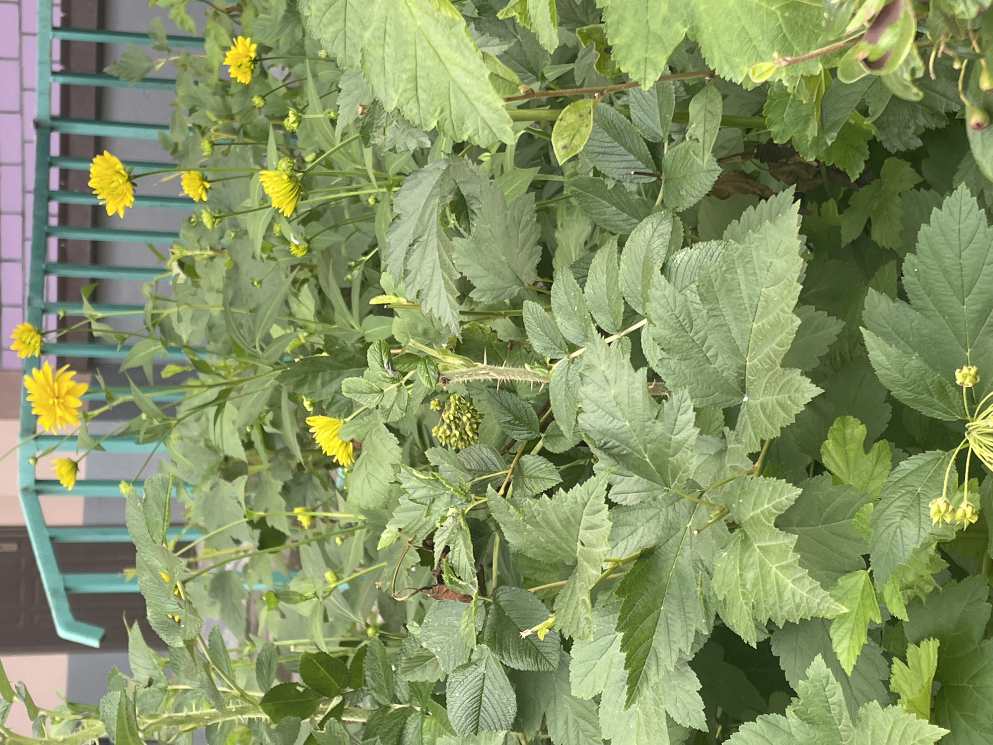 This image depicts a dense growth of green leafy plants with scattered yellow flowers, likely in a garden or park setting within the city of Krasnogorsk, Russia. A turquoise metal railing or fence with vertical bars is visible in the background, suggesting an urban or semi-urban environment. Some of the plants have serrated leaves and thorny stems. The overall scene is one of natural vegetation, with no people or animals present. The lighting suggests it is daytime.
