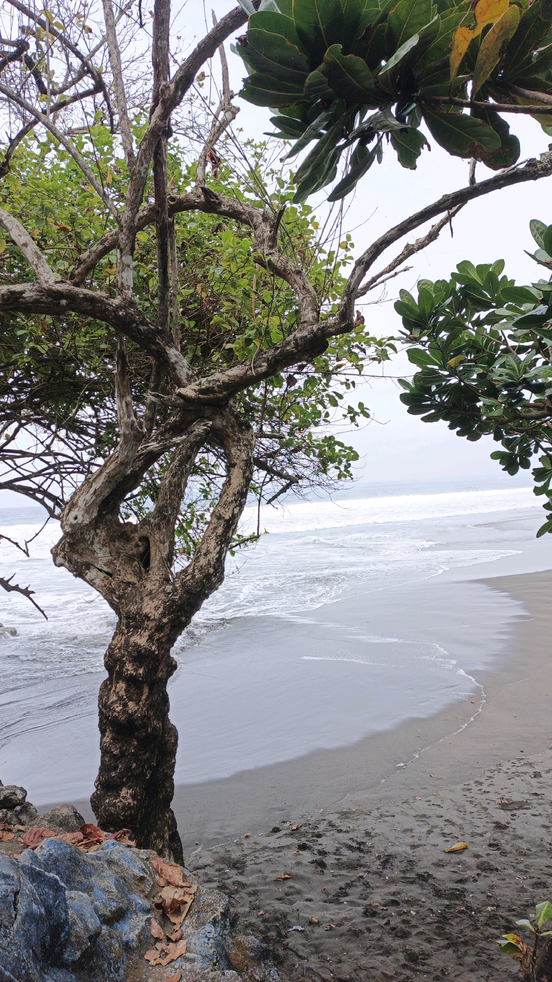 An eye-level, vertical shot captures a scenic view of a beach in Desa Ciliang, Indonesia. In the foreground, the gnarled trunk of a tree with twisting branches, partially covered in green leaves, stands prominently on the left. The tree's trunk has a rough, textured bark. In front of the tree, large grey and blue rocks are visible, scattered with dry leaves. The middle ground features a sandy beach, leading to the ocean where waves are gently rolling onto the shore. The water appears calm with white foam from the waves. In the background, the sky is overcast and a pale grey. To the right of the foreground tree, another tree with lush green leaves partially frames the scene. The overall atmosphere is serene and natural.