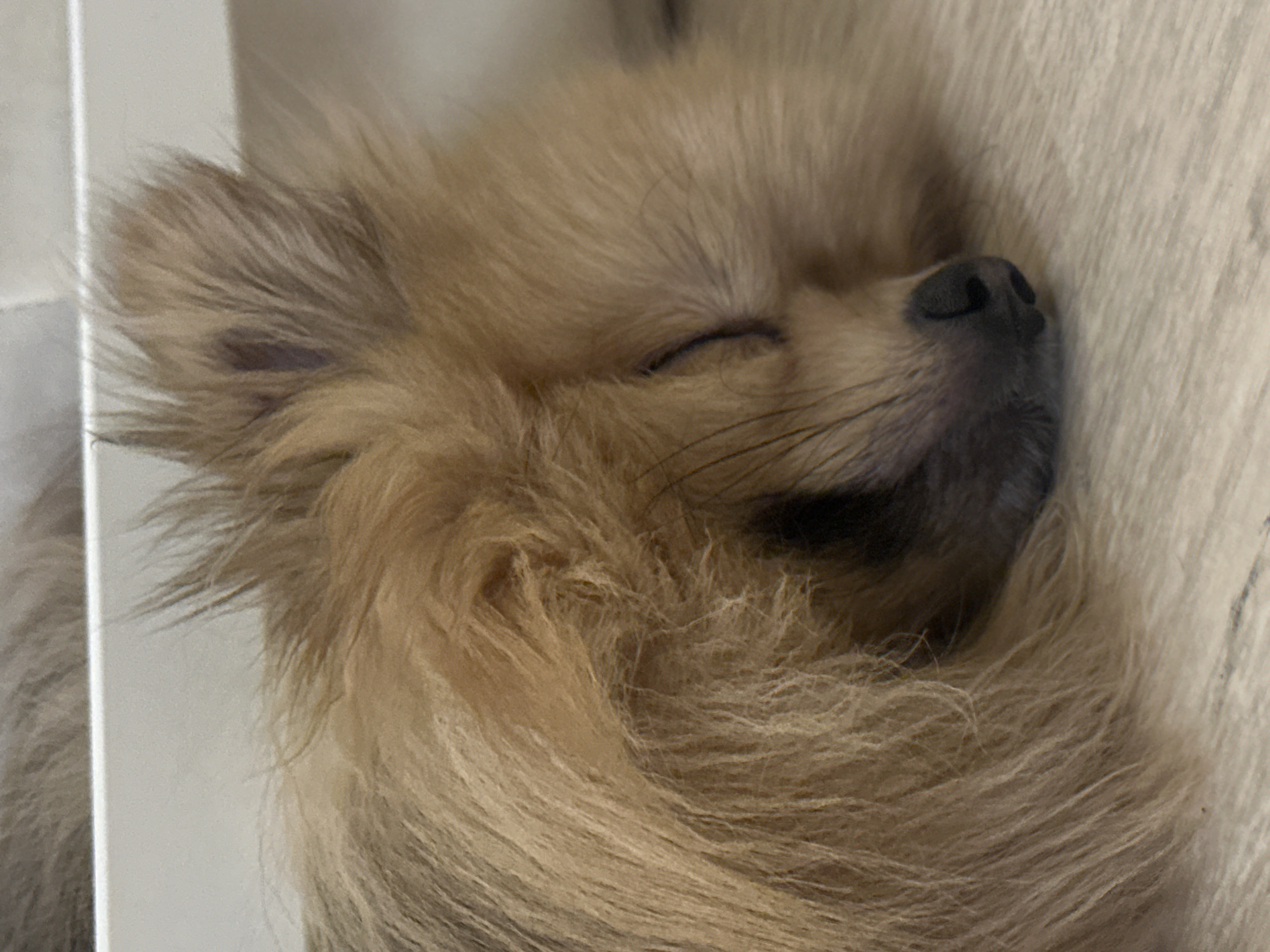The image shows a close-up of a sleeping Pomeranian dog. The dog is light brown with long fur, and its eyes are closed. The nose is black, and there are whiskers on the face. The dog is lying on a light-colored surface, possibly a bed or blanket. The image provides no information to infer the location or to place it in Votkinsk, Russia.