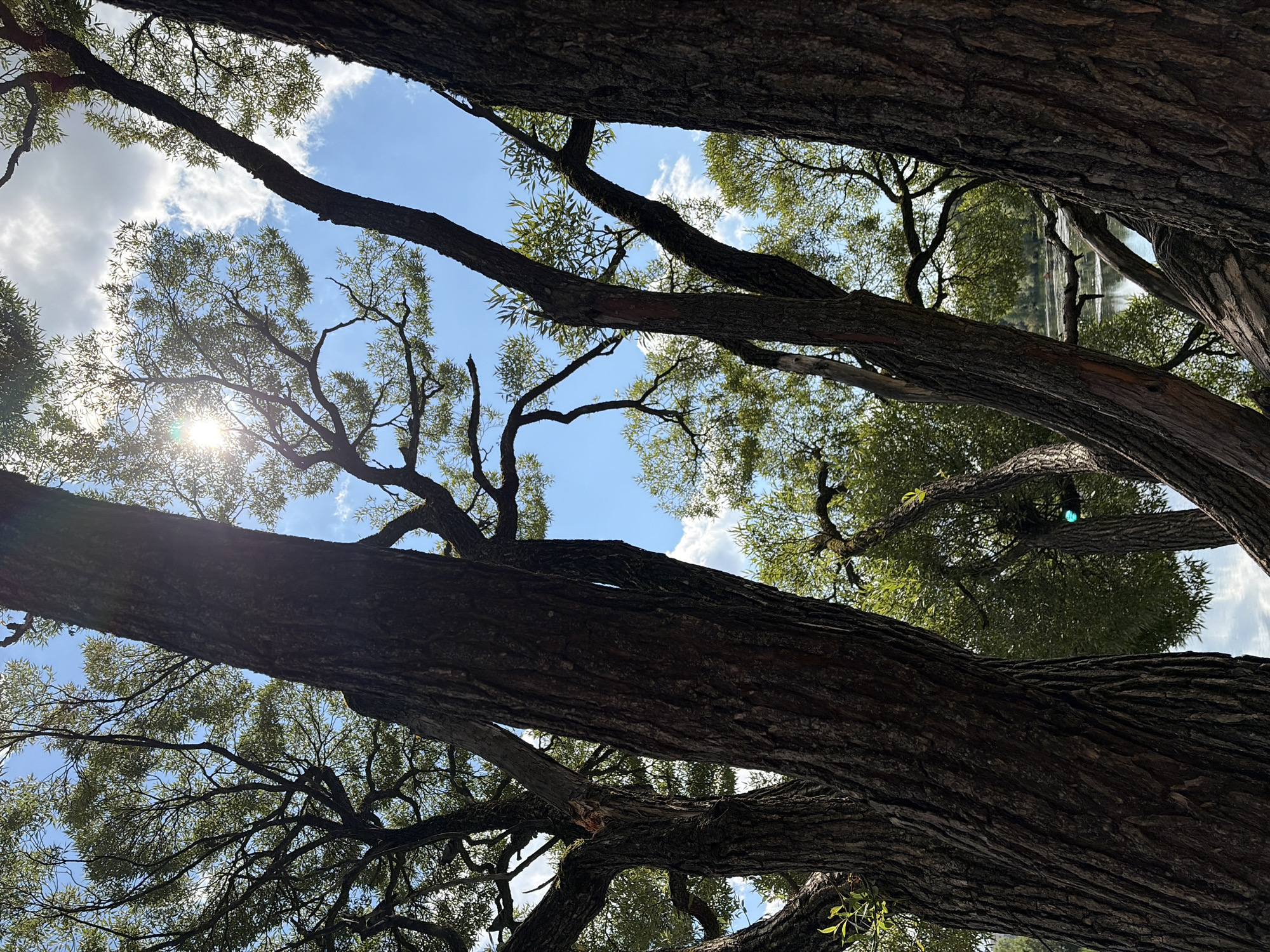 The image depicts a view looking up through the branches of several large, mature trees, with the sky visible through the canopy. The trees are dark-barked and have a gnarled, textured appearance. The leaves are small and numerous, suggesting a deciduous species, possibly willow trees given the likely location. Sunlight filters through the leaves and branches, creating lens flare in the upper left quadrant. The sky is a bright blue with scattered white clouds. In the background, through the gaps in the trees, a body of water can be seen, hinting at a park or natural area. The scene is peaceful and natural. The location is the park along the Khimki Reservoir in Khimki, Russia. There are no people or animals visible in the image.
