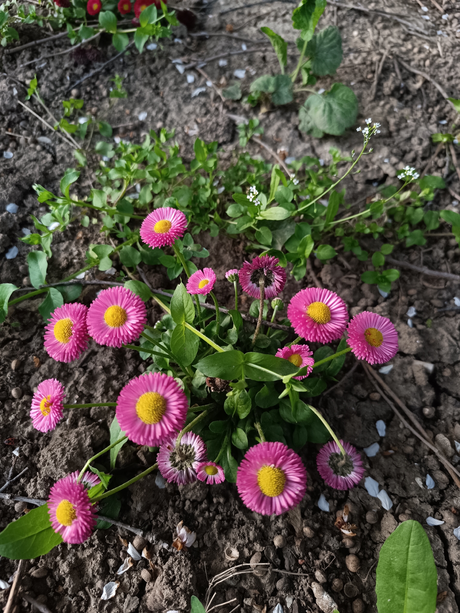 The image depicts a close-up view of a flower bed, featuring several pink flowers with yellow centers. The flowers are in various stages of bloom, with some fully open and others appearing withered. There are green leaves intermingled with the flowers. The background consists of soil and scattered debris, including small twigs and what appear to be fallen petals. The location is suggested to be Pleven, Bulgaria.