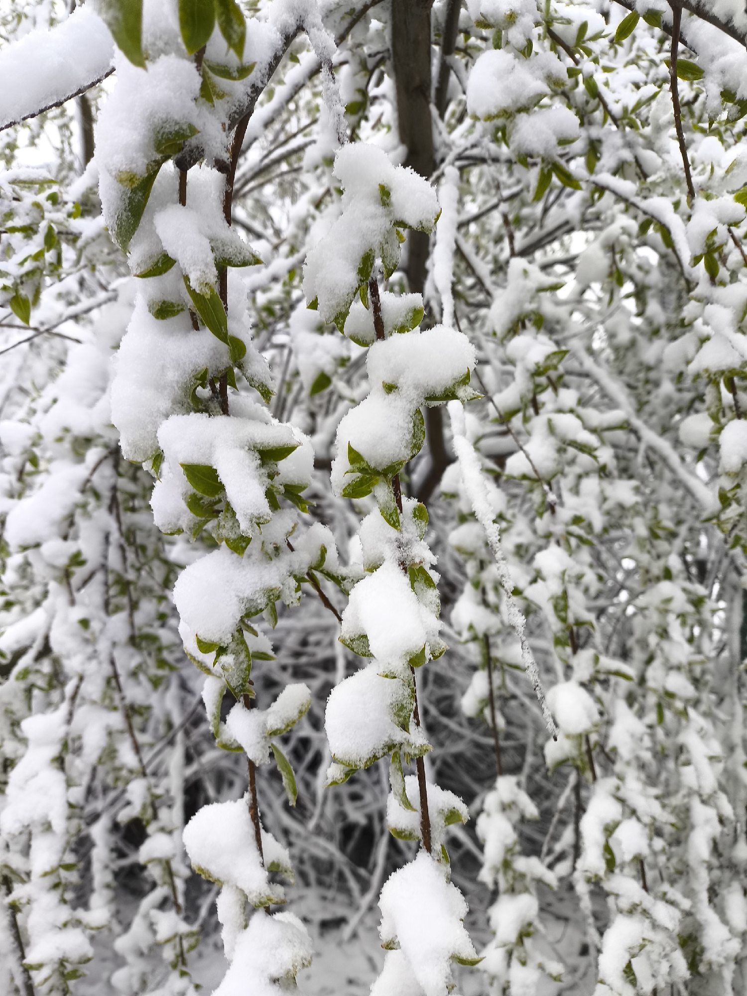The image shows branches of a tree with budding green leaves covered in snow. The background reveals other branches, some also laden with snow. The location, according to the user's prompt, is Khimki, Russia. The scene appears to be an instance of late snowfall in spring, with snow accumulating on the newly emerged leaves. The branches appear to be drooping under the weight of the snow. The light is muted and the color palette is dominated by green, brown, and white.
