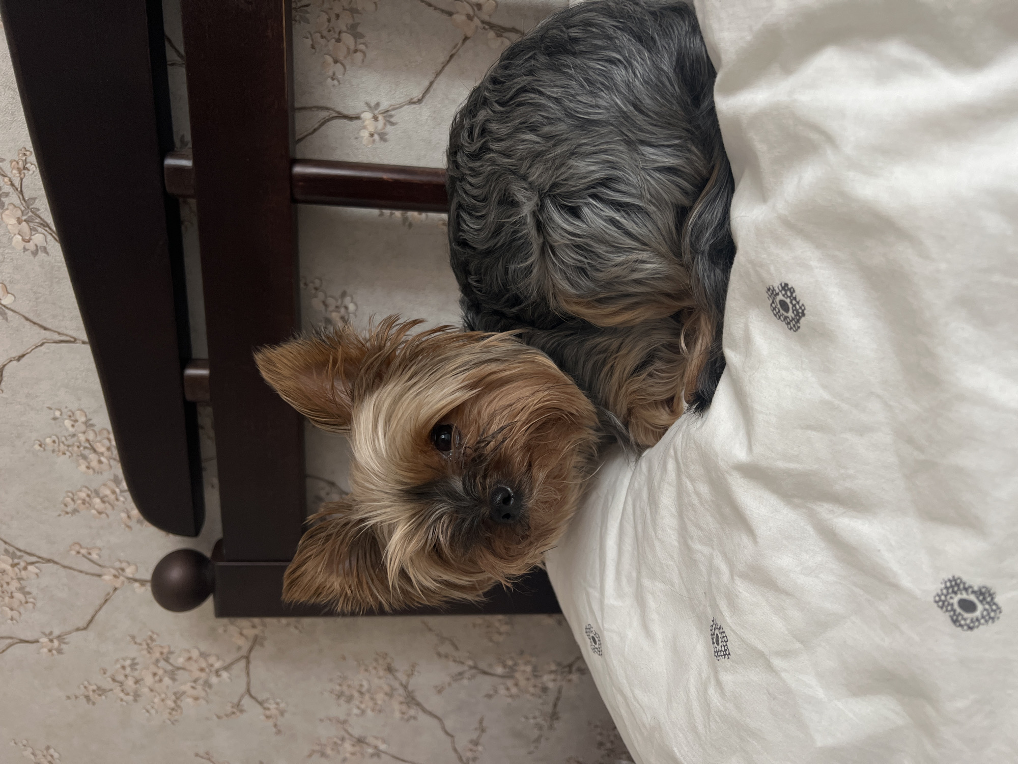 A Yorkshire Terrier dog is resting cozily in a bed in what appears to be a bedroom in Chaikovsky, Russia. The dog is tucked into a soft, white duvet or blanket, with only its head peeking out and looking towards the viewer. The dog's head displays the characteristic tan and golden hues of the breed, with darker fur around its nose and eyes, and dark, watchful eyes. One ear is clearly visible and perked upwards. Patches of the dog's steel blue or dark grey body fur are visible where the blanket is slightly pulled back.
The white blanket has a subtle texture and is patterned with small, dark, stylized floral or geometric designs. Adjacent to the dog, a dark brown wooden bed frame is partially visible, showing vertical and horizontal elements, including a small round decorative knob or finial at the lower left. The background features light-colored wallpaper adorned with a delicate pattern of light pink or white cherry blossoms or similar floral branches. The scene conveys a sense of comfort and tranquility, with the dog appearing content and snug. There is no visible text in the image.