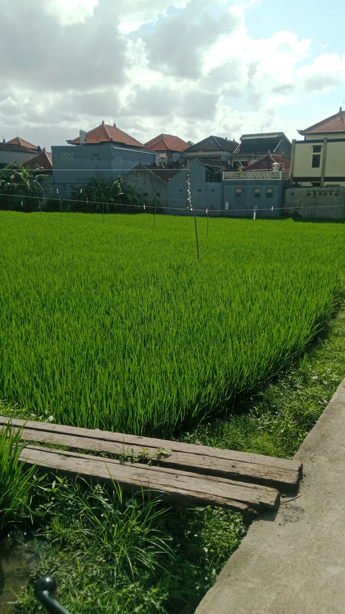 A vibrant green rice paddy stretches across the lower half of the image, bordered by a concrete path on the right and a wooden plank bridge in the foreground. Beyond the rice paddy, a row of traditional Balinese houses with terracotta roofs and light blue walls are visible under a partly cloudy sky. The scene appears to be in Denpasar, Indonesia, likely a rural or semi-rural area where agriculture and residential buildings coexist.