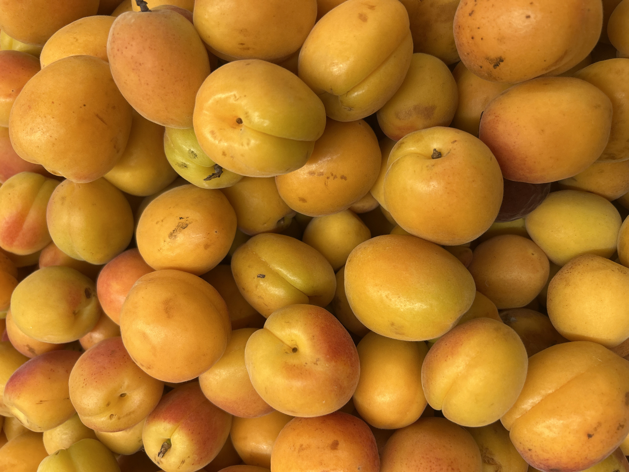 The image is a close-up, overhead shot of a pile of ripe apricots. The apricots are predominantly orange and yellow, with some exhibiting hints of red blush. They vary slightly in size and shape, with a smooth, slightly fuzzy skin. The lighting is bright and natural, suggesting an outdoor setting or a well-lit indoor space. The overall impression is one of abundance and freshness. The image does not contain any contextual information about its location in Bila Tserkva, Ukraine, nor does it depict any people, actions, or interactions.