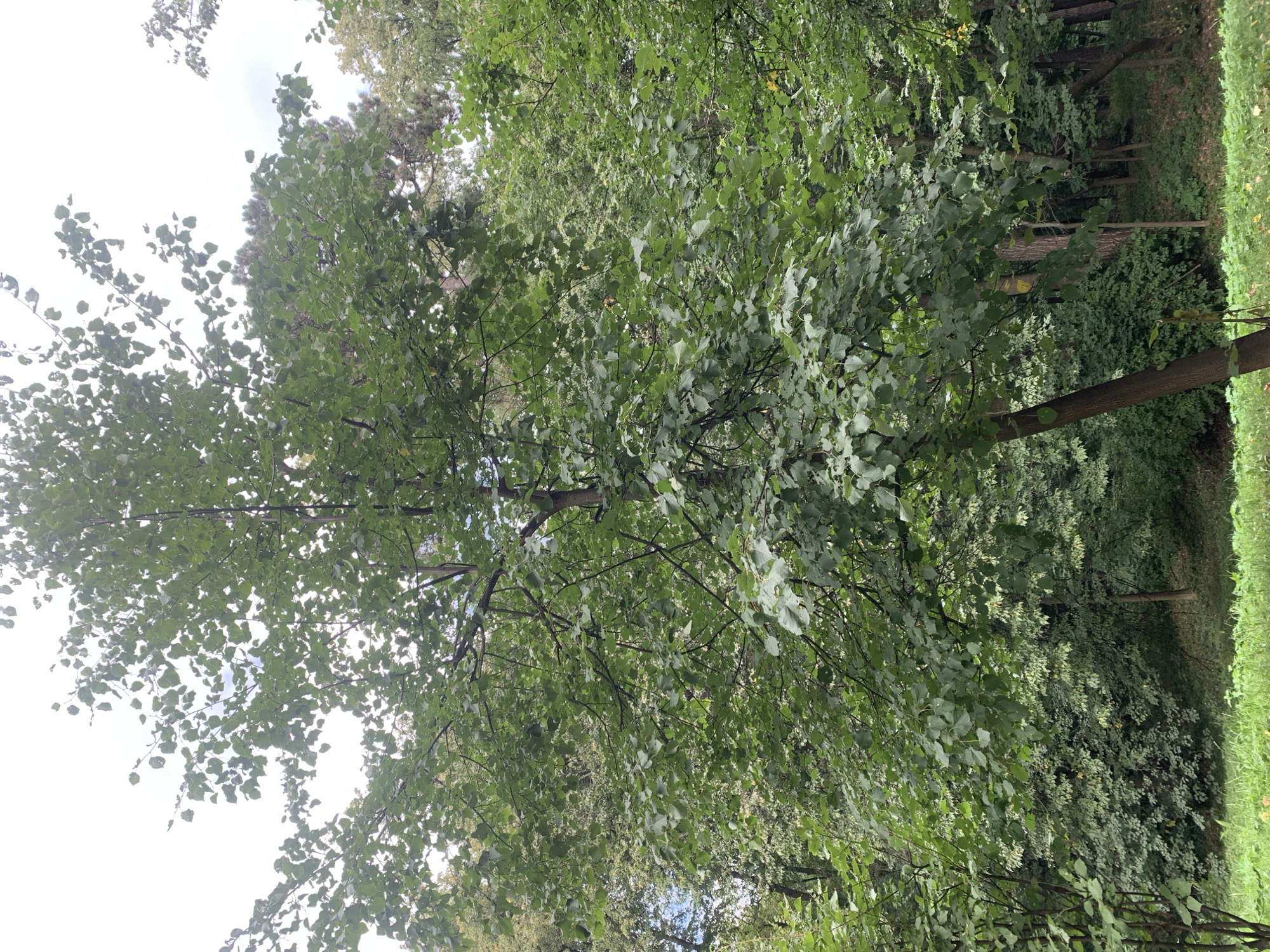 A mature deciduous tree with a thick trunk and numerous branches laden with broad, green leaves dominates the center of the frame. The tree is leaning slightly to the right. Behind it, dense foliage of various green hues suggests a forest or park environment. The ground in the foreground is covered in green grass, and in the background, more trees and undergrowth create a layered effect. The sky is overcast with a pale, hazy white, allowing for diffused light. The scene appears to be captured in a natural setting, likely a park or wooded area within the city of Lviv, Ukraine. There are no people or animals visible.
