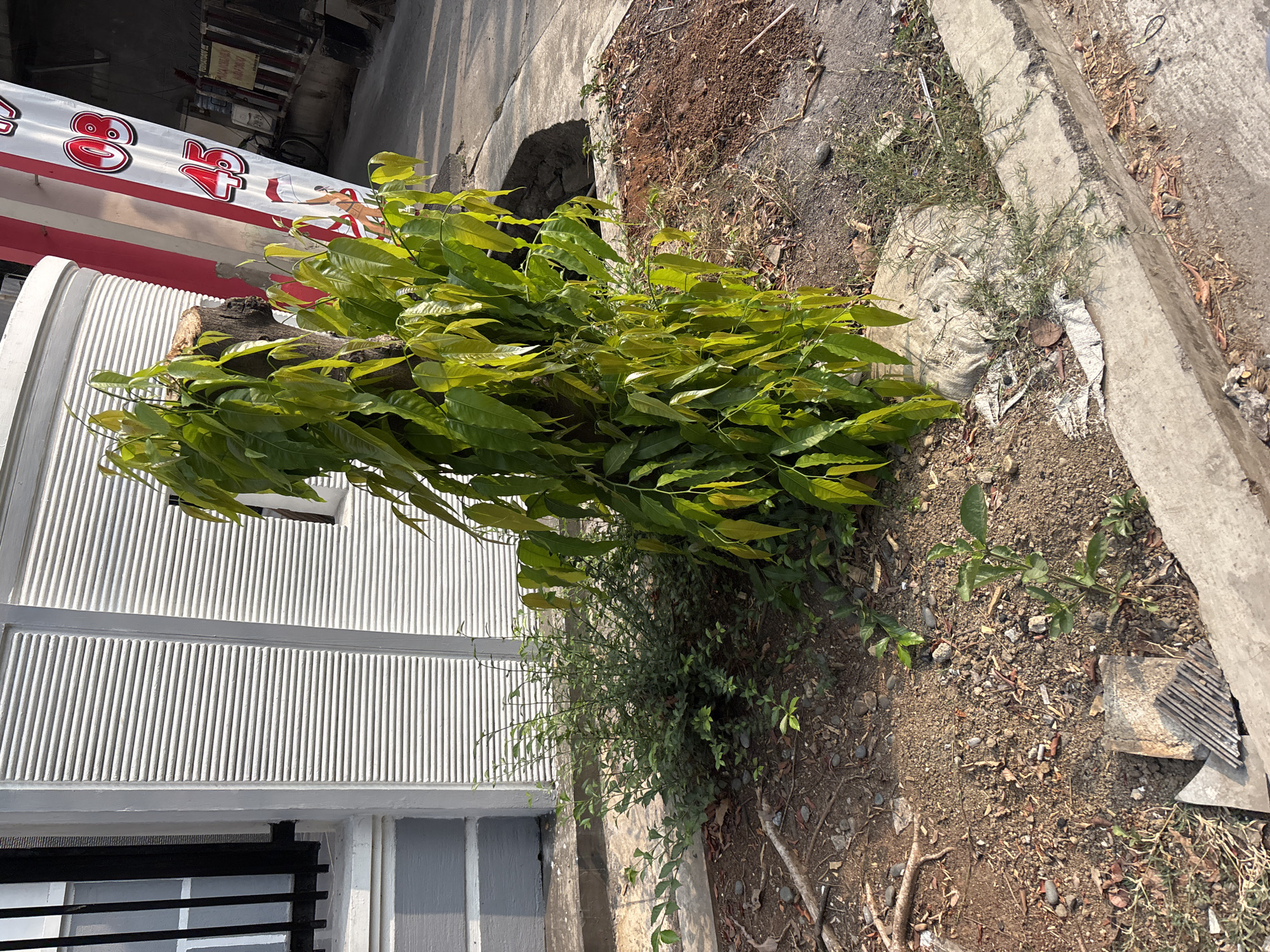 The image depicts a roadside scene in Bekasi, Indonesia. A young tree with bright green leaves is growing out of a stump next to a white building with horizontal siding. To the left of the tree is a small patch of green bushes. The ground is covered in dirt, small rocks, and dried leaves. A concrete curb runs along the right side of the image. In the background, a red and white banner with numbers "03" and "45" is visible, along with a portion of a building and a bicycle. The overall impression is of an outdoor, urban environment.
