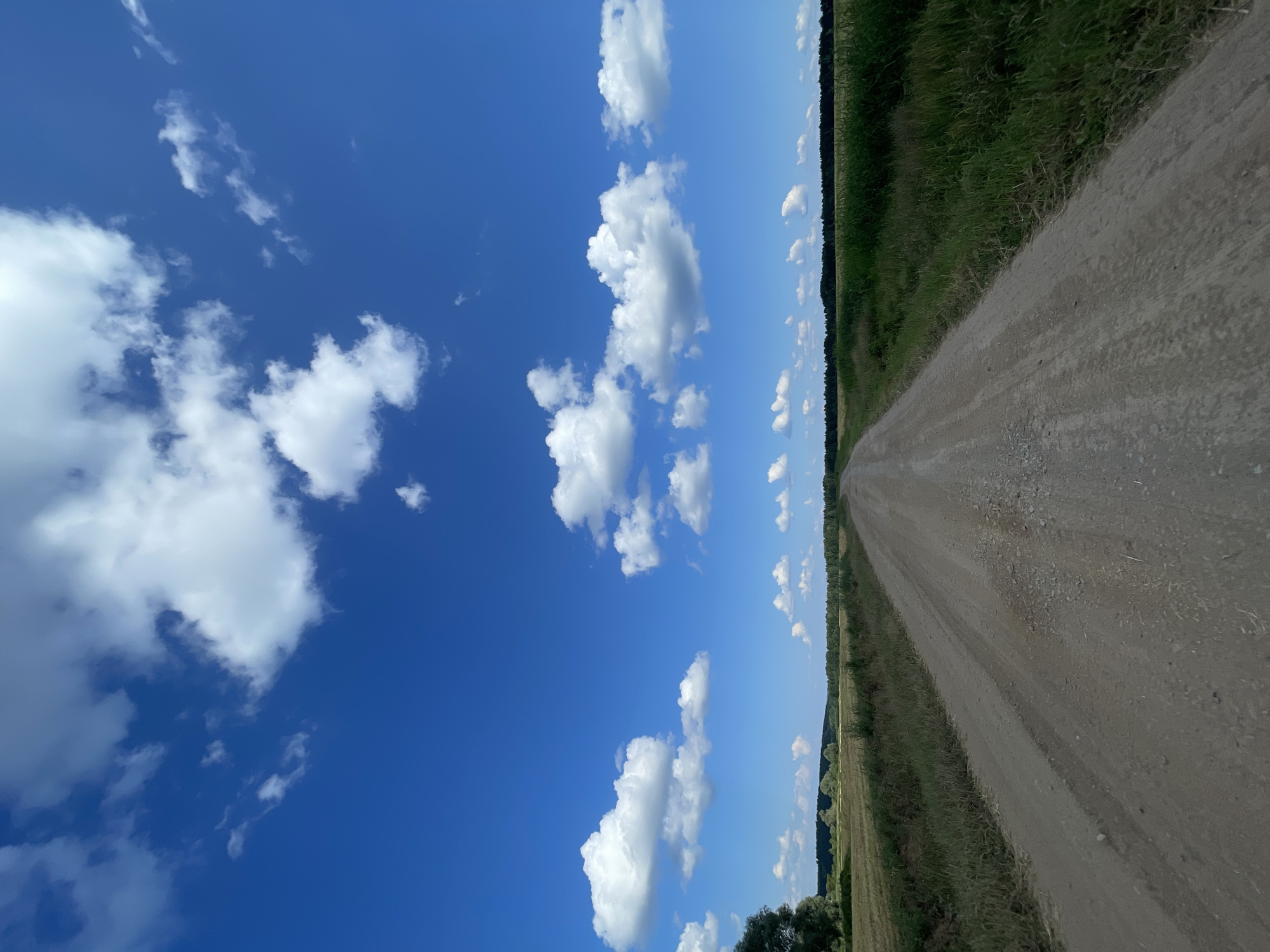 A high-angle, full shot captures a dirt road stretching into the distance through a rural landscape under a bright blue sky filled with scattered white clouds. The road, slightly textured with gravel, is the dominant feature in the foreground, leading the eye toward a distant treeline that separates fields from the sky. The fields on either side of the road appear cultivated, with one side showing dry, harvested crops and the other displaying lush green vegetation, possibly corn or tall grass. A lone tree is visible on the far left, its dark green foliage contrasting with the lighter tones of the fields. The overall scene conveys a sense of open space and a warm, sunny day in the countryside, likely in the vicinity of Perevoznoe, Russia.