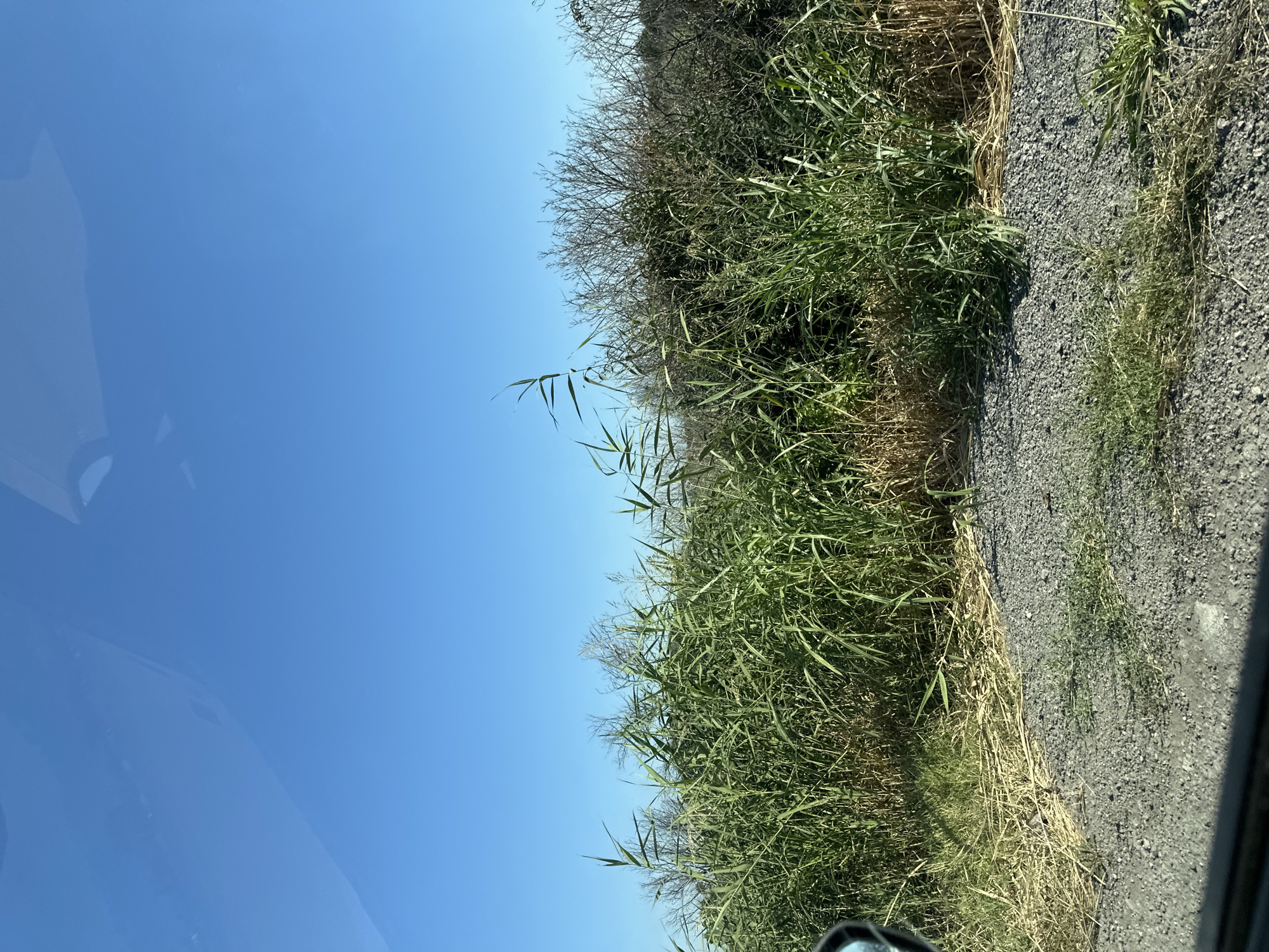 An outdoor, eye-level, full shot photograph captures a clear, bright blue sky dominating the upper portion of the frame. Below the sky, a dense line of tall, green reeds and grasses runs horizontally across the middle of the image, reaching up to the sky. Behind the reeds, a thicket of dry, bare bushes and trees forms a darker, textured backdrop. The foreground of the image features a rough, gravelly path with scattered patches of dry, yellowed grass. The scene appears to be a natural, uncultivated area, likely a roadside or marshland. The photograph was taken in Orizari, Bulgaria.