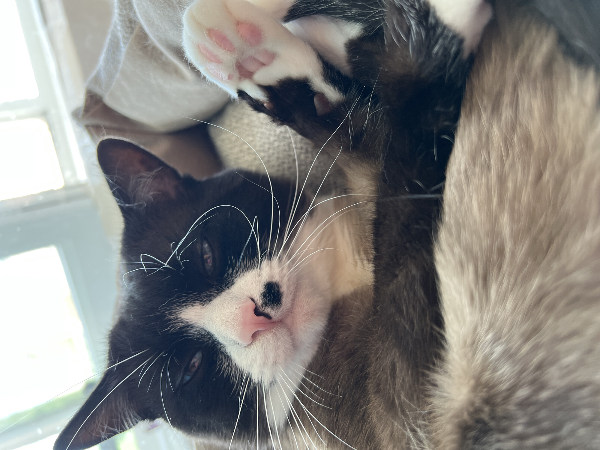 The image shows a close-up of a cat lying on its back. The cat has black and white fur, a pink nose, and white whiskers. Its paw is visible in the upper part of the image, showing pink paw pads. The cat appears to be resting or sleeping. The background includes a window with bright light coming through and a beige-colored surface, possibly a blanket or cushion. There is no evidence to suggest that the picture was taken in Noviy, Russia.