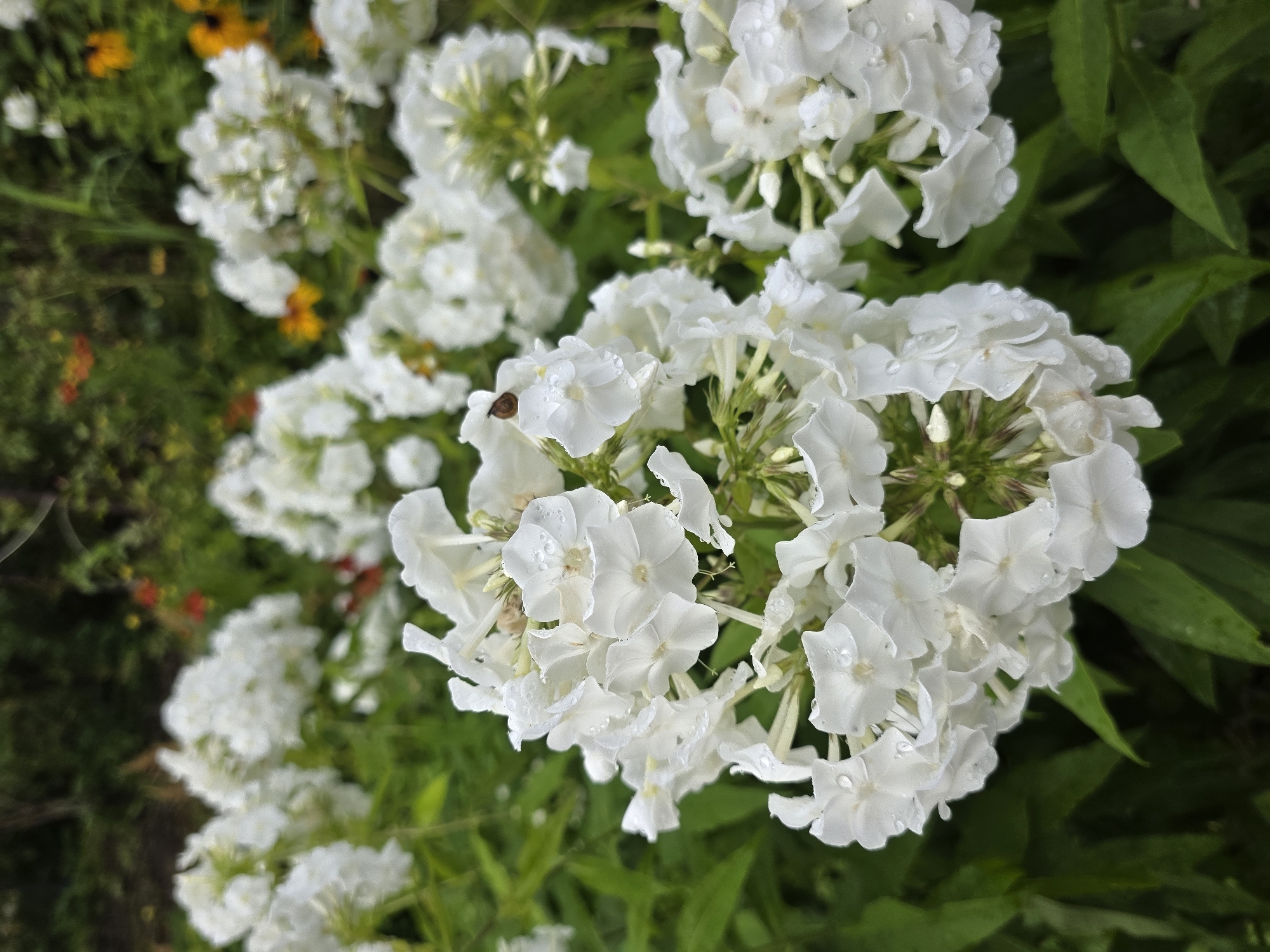 A close-up, eye-level, vertical shot captures a cluster of white phlox flowers in bloom, with a shallow depth of field. The flowers are wet, with visible water droplets on their petals, suggesting recent rain or watering. The foreground is dominated by the detailed texture of the white blossoms, while the background is a blur of green foliage and hints of red and orange flowers, creating a garden setting. On one of the petals in the upper left quadrant of the main bloom, a small, brown ladybug is visible. The scene is a natural outdoor environment, likely a garden in Sinyavino, Russia.