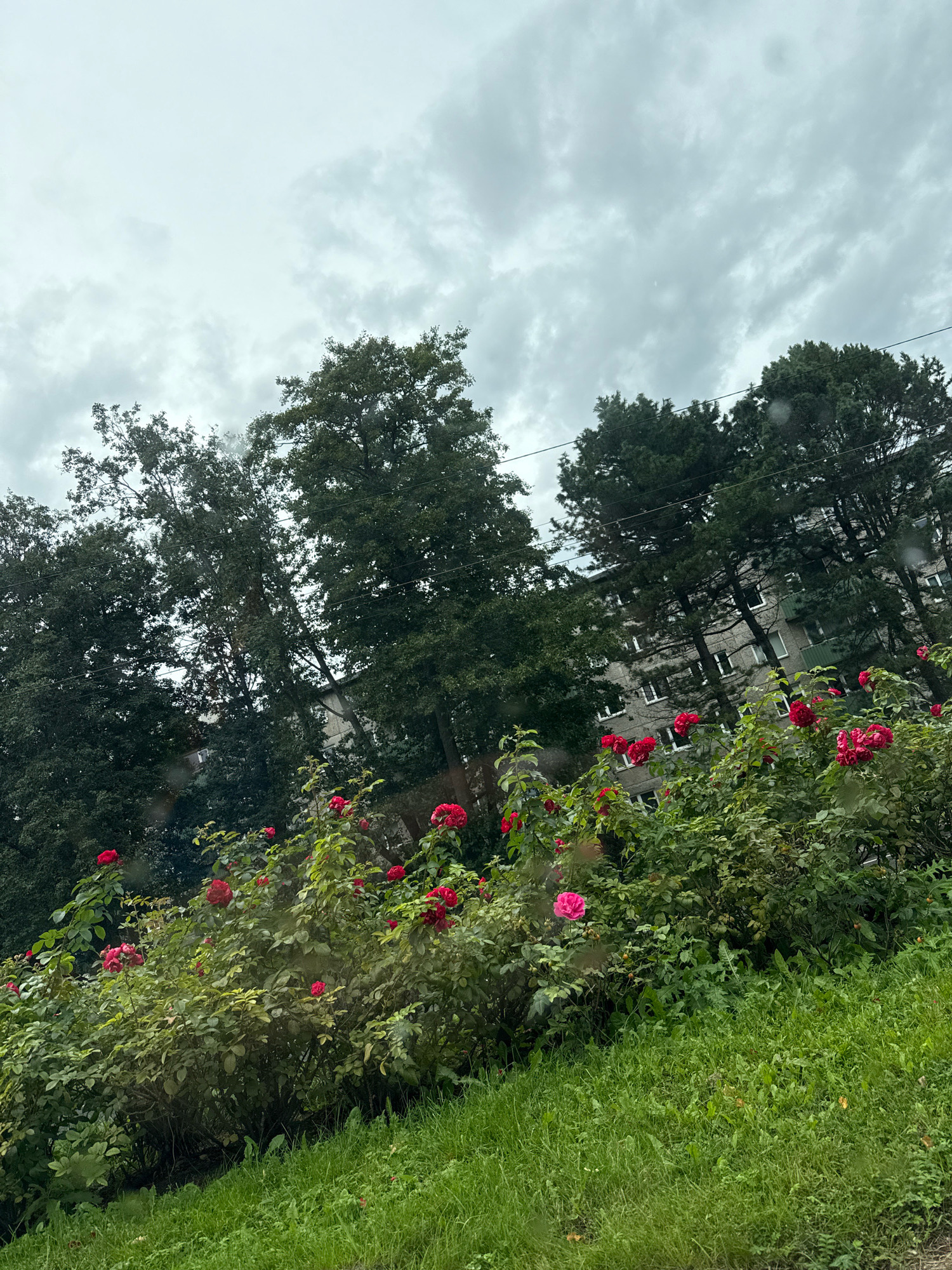 The image depicts a residential building in Tallinn, Estonia, on a cloudy day. In the foreground, a dense cluster of rose bushes in full bloom with vibrant red and pink flowers adds a splash of color to the scene. The roses are lush and green, indicating a healthy plant. Behind the rose bushes, a multi-story building with a gray facade and numerous windows is visible, partially obscured by tall, dark green trees. The trees are densely packed, creating a natural screen between the roses and the building. The sky above is overcast with gray clouds, suggesting an impending rain or a generally gloomy weather condition. A patch of green grass slopes upwards from the bottom right corner of the image. There are no people or animals visible in the frame.
