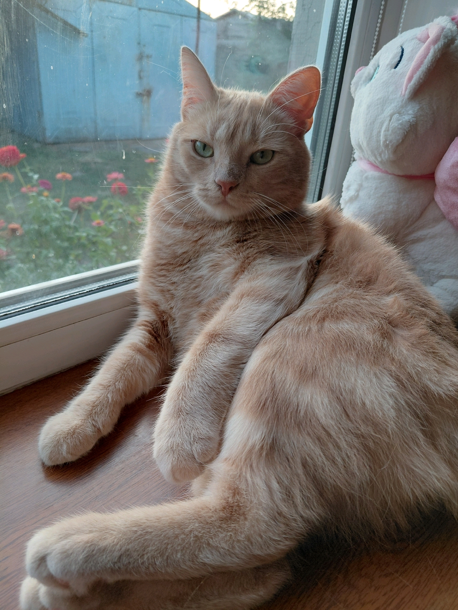 A light orange tabby cat sits on a wooden surface in front of a window. The cat is looking directly at the camera with green eyes. Behind the cat, a stuffed animal toy resembling a white bunny is visible. Outside the window, there is a blurred view of a garden with pink and red flowers and a blue building. The scene appears to be indoors, possibly in a home.