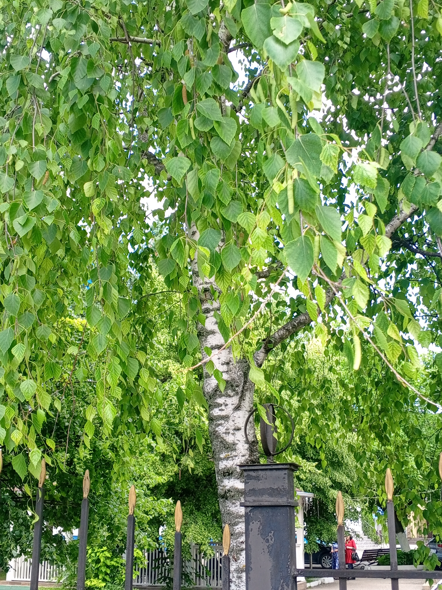 A birch tree with drooping branches and abundant green leaves dominates the frame, its white and black patterned trunk visible on the right. The tree's foliage partially obscures a black metal fence with ornamental gold tips and a central pillar. Behind the fence, a paved area is visible, with a few people, a car, and a white metal fence in the background. The scene appears to be in a public area, possibly a park or street in Yessentukskaya, Russia.