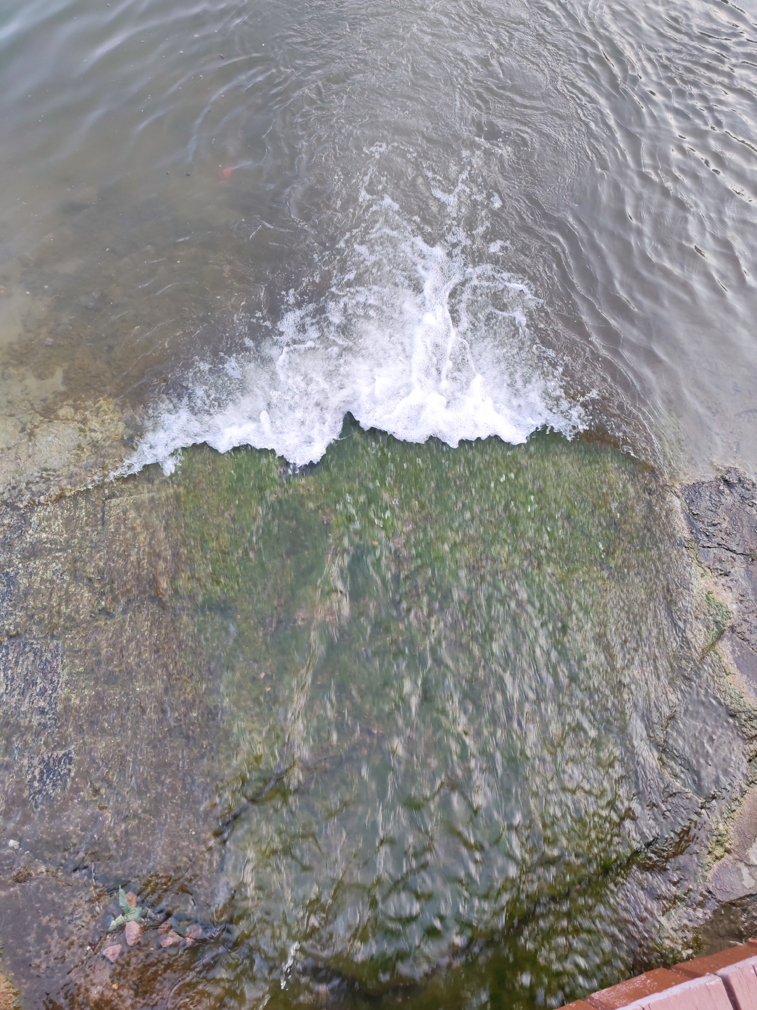 The image captures a section of the Volga River in Volsk, Russia. The foreground shows a textured concrete embankment, partially covered in green algae, with water flowing over it. The water creates a foamy wave at the edge of the embankment. The riverbed beneath the water is visible, appearing rocky and somewhat obscured by the water's surface. The water is murky, with ripples and reflections of what appears to be trees or structures from the opposite bank. There is a hint of a red object, possibly a fish, in the upper left portion of the image, beneath the water's surface. The lighting suggests it is daytime, with soft, diffused light. The overall scene depicts a natural interface between land and water, with signs of aquatic life and the effects of water flow on the embankment.