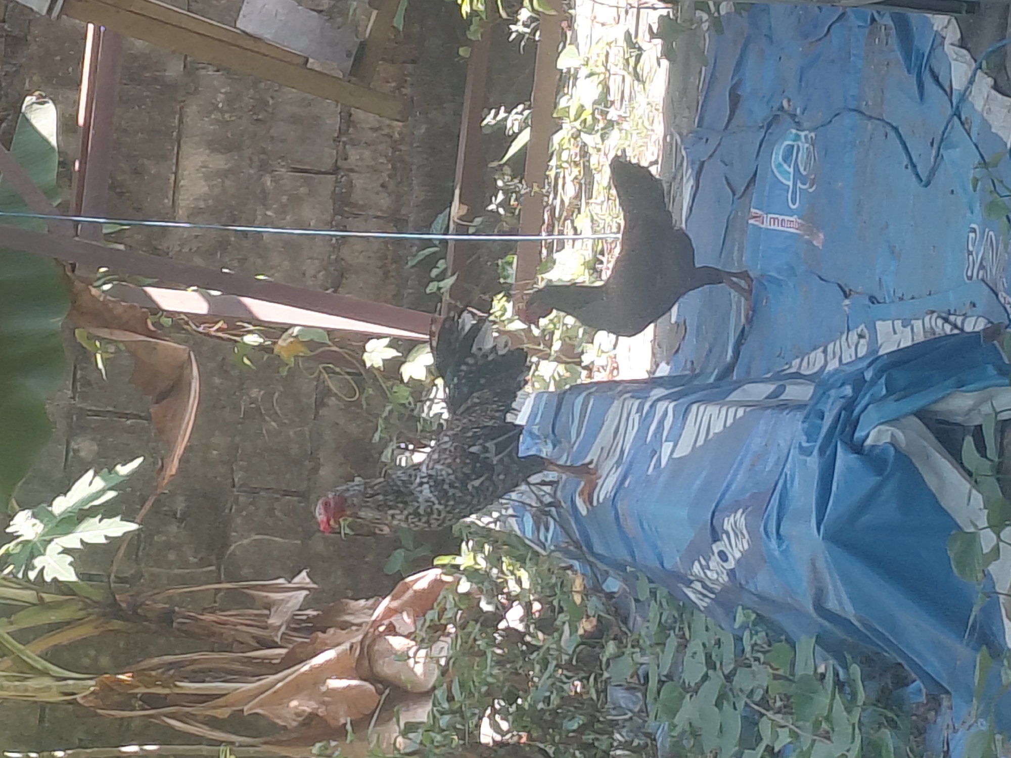 Two chickens are visible in an outdoor area, likely a backyard, in Kendari, Indonesia. One chicken, a rooster with speckled black and white plumage and a red comb, stands on a blue tarp covering an object. The second chicken, a dark-colored hen, stands on a blue tarp on the ground to the right of the rooster. A concrete block wall is present in the background, along with vegetation including banana plants and various shrubs. A simple wooden structure is also visible. The scene appears to be a common domestic setting in Kendari.
