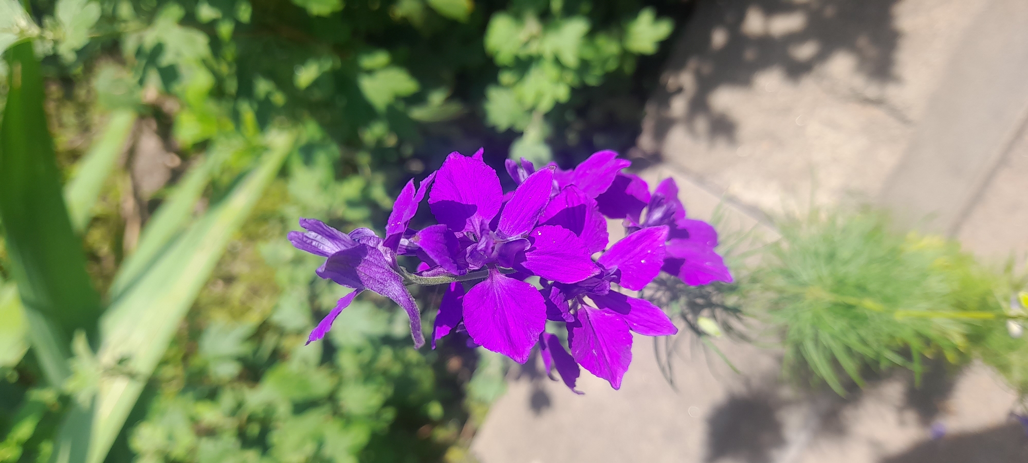 A close-up, vertical, outdoor, eye-level shot showcases a vibrant purple flower in sharp focus. The flower's delicate petals and stem are clearly visible against a softly blurred background of green foliage and a beige concrete surface, cast with dappled shadows. The composition emphasizes the intricate details of the flower, highlighting its rich color and form. The lighting suggests a sunny day, with bright light illuminating the flower and creating distinct shadows. The background elements are out of focus, directing the viewer's attention entirely to the foreground subject.