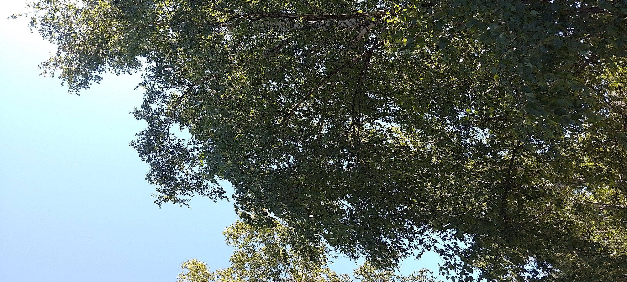 A close-up, low-angle shot captures the dense foliage of birch trees against a clear blue sky. The leaves, predominantly green, are illuminated by sunlight, creating a dappled effect. The trunk of one birch tree, characterized by its white, peeling bark, is visible on the right side of the frame. The scene appears to be a natural setting within the city of Cherkasy, Ukraine, likely a park or a residential area with mature trees. No people or specific structures are discernable within this image.
