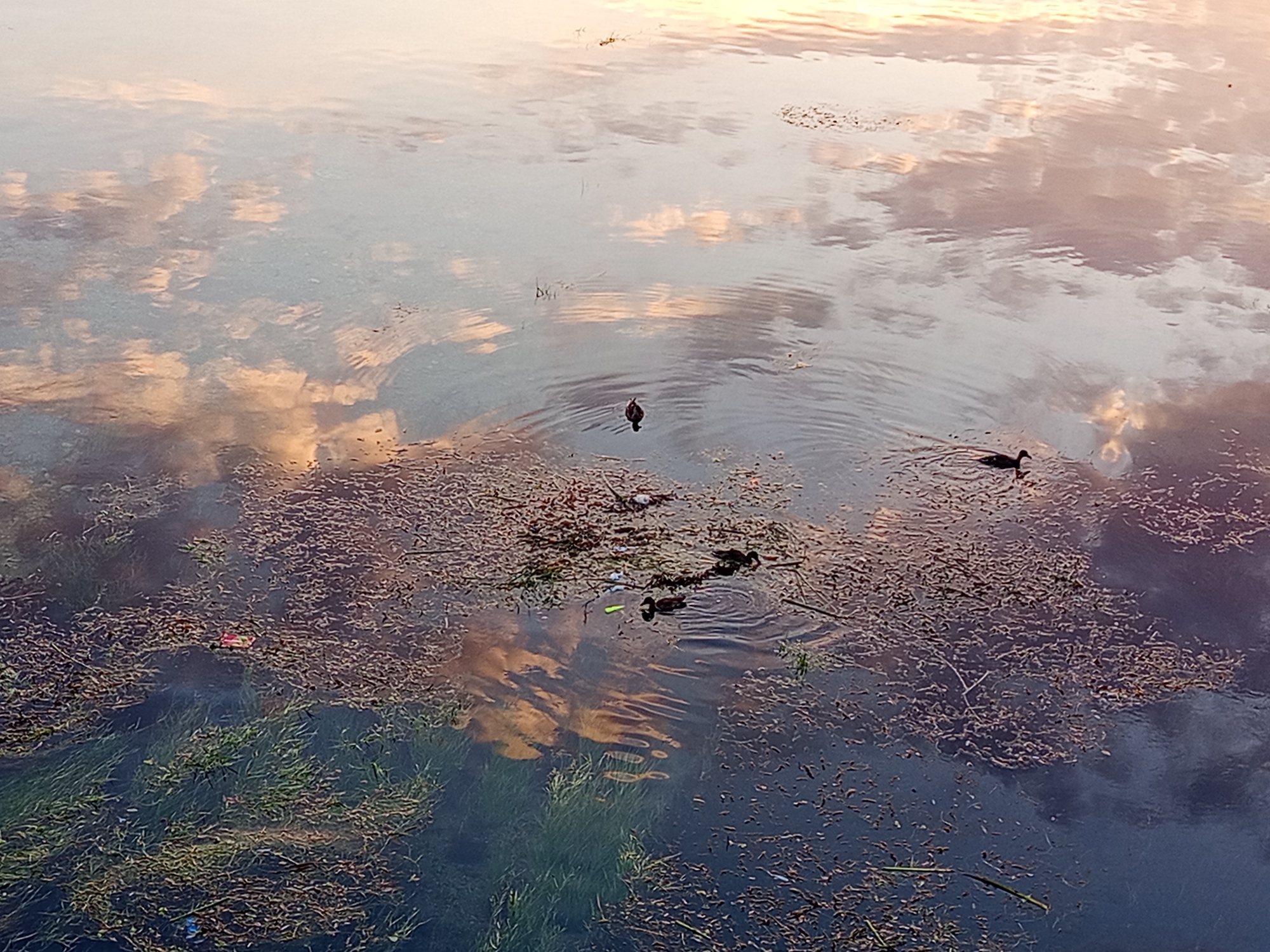 The image depicts a tranquil scene on a body of water, likely a river or lake, with reflections of the sky and clouds creating a soft, ethereal ambiance. In the middle distance, two ducks are visible swimming. One duck is closer to the foreground, actively paddling, while the other is further away, appearing to be more stationary or moving slowly. The water's surface is partially covered with floating debris, appearing as a mixture of organic matter like leaves and possibly some man-made litter. Submerged vegetation is also visible beneath the surface, adding texture and depth to the aquatic environment. The overall impression is one of natural serenity, possibly at sunrise or sunset, given the warm hues reflected in the water. This scene is located in Trebinje, Bosnia and Herzegovina.