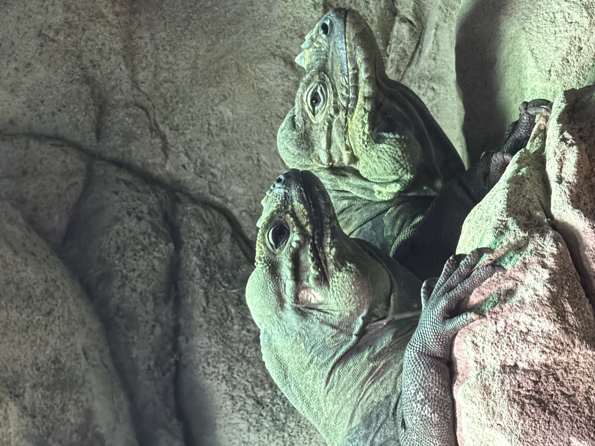 Two spiny-tailed iguanas are perched on a rock formation. The iguanas are green and gray, with rough, textured skin. Their heads are facing upwards and to the right. Their feet are positioned on the rock for grip. The background consists of rough, gray rock. This image was taken in the city of Arroyo De La Miel-benalmadena Costa, Spain.