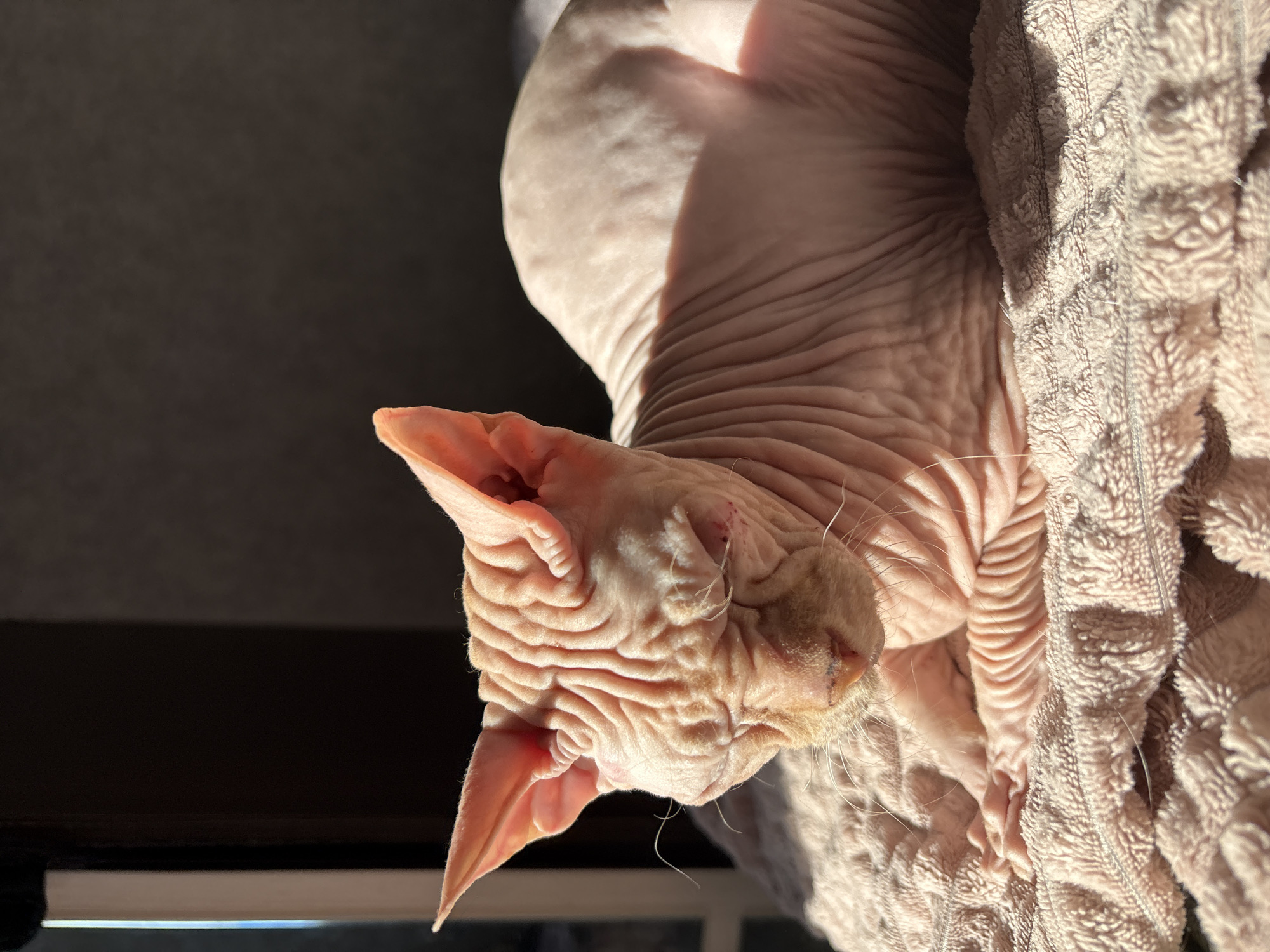 A close-up, tilted view shows a hairless Sphynx cat resting on a textured, light pink blanket. The cat's wrinkly skin is peach-colored, catching the sunlight. The cat's ears are pointed and triangular, with visible inner details. The cat's eyes are closed. Behind the cat, a dark surface is visible in the background. The exact location in Марковский, Russia is undetermined.
