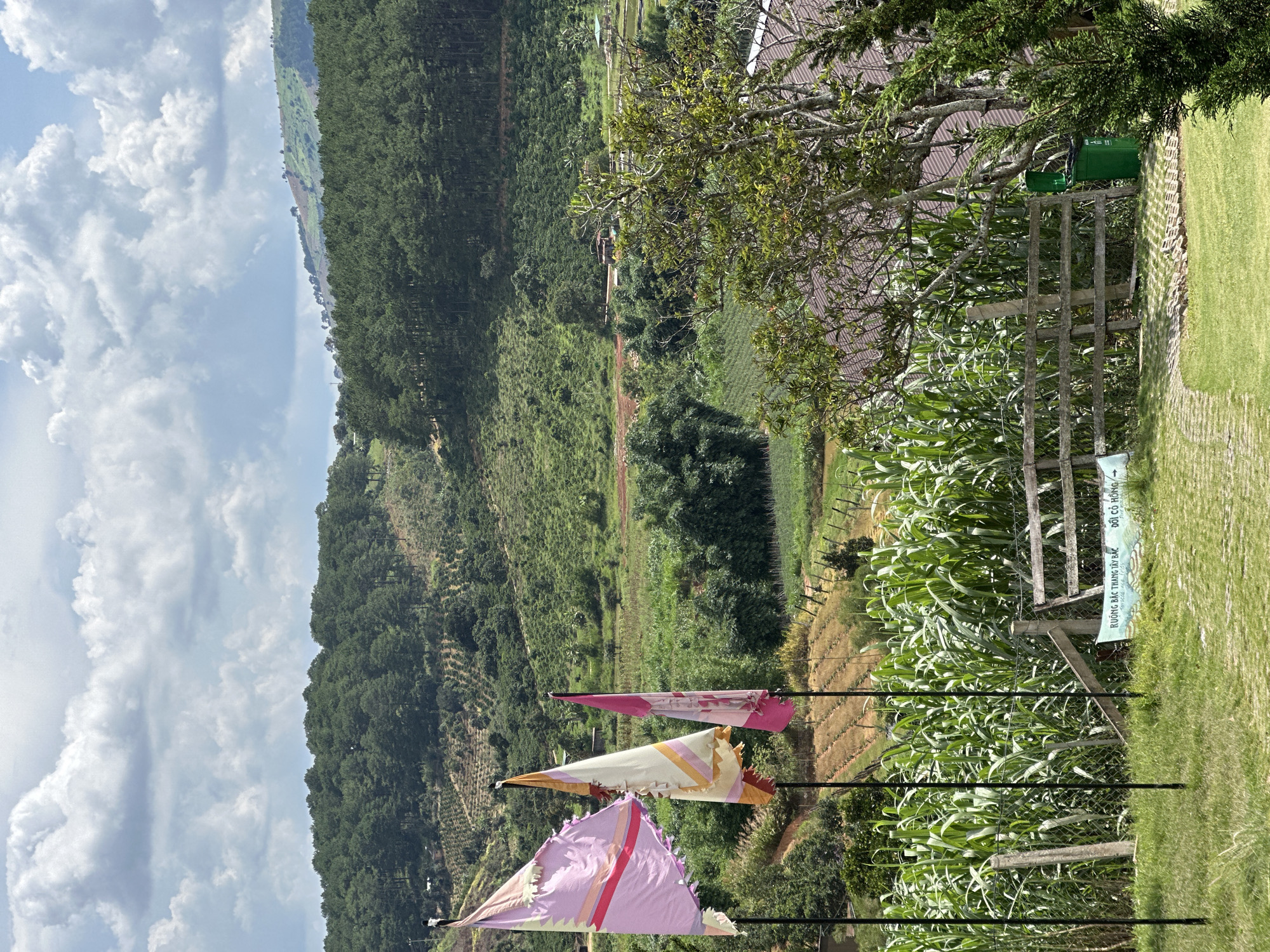 This media file captures a scenic view of a rural landscape in Thôn 5, Vietnam. The scene is dominated by rolling green hills covered in dense forest and agricultural fields. In the foreground, three colorful flags, primarily pink and yellow, are mounted on poles, fluttering gently. Beyond the flags, a neatly manicured lawn leads to a rustic wooden fence and a patch of tall green corn stalks. Two green trash bins are visible behind the fence, near a building with a dark roof. A pathway constructed with interlocking paving stones runs alongside the lawn and fence.
The sky is partly cloudy with dramatic white clouds against a bright blue backdrop, suggesting it is daytime. The overall atmosphere is peaceful and serene, highlighting the natural beauty of the location.
There is visible text on a sign attached to the wooden fence, which appears to be in Vietnamese. One line reads "RUONG BAC THANG TU BAC", and another line above it reads "DOI CO HONG" with an arrow pointing to the right.