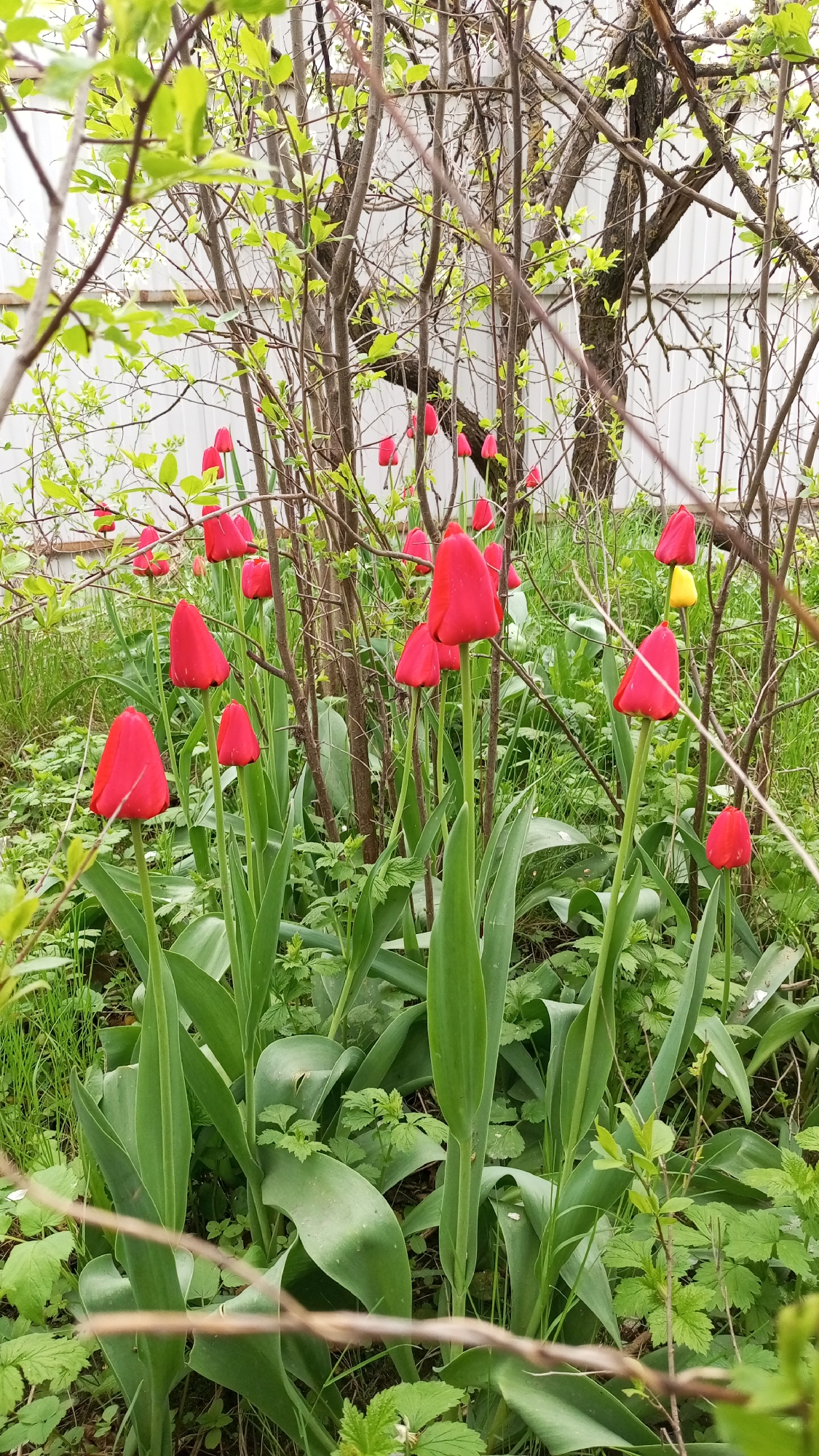 The image depicts a garden scene in what appears to be Юдино, Russia, featuring a cluster of red tulips in the foreground. The tulips are in full bloom, with green leaves extending upwards. Behind the tulips are several thin trees or bushes with new spring growth. A white fence is partially visible in the background. The ground is covered with grass, weeds, and various small plants. One yellow tulip is visible near the center, mixed among the red tulips. The overall scene conveys a sense of early spring and natural growth.
