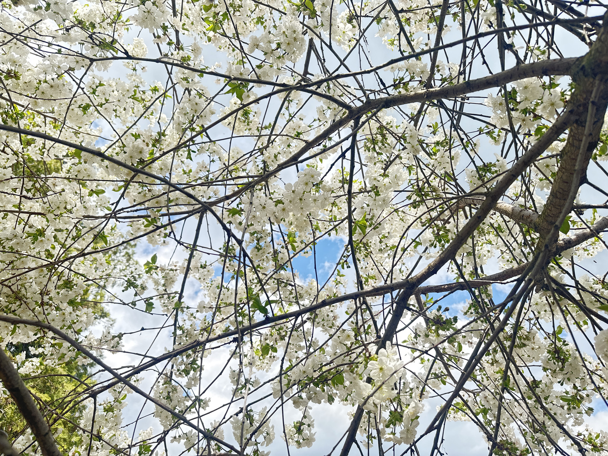 A low-angle shot captures the intricate network of tree branches adorned with clusters of white blossoms against a backdrop of a partially cloudy, light blue sky. The branches vary in thickness and direction, creating a complex web. Patches of sky peek through the dense foliage, offering glimpses of the sky's cloud formations. Based on the information provided, this scene is located in Choba, Bulgaria. No people are visible. The scene is static and focuses on the blooming tree and the sky.