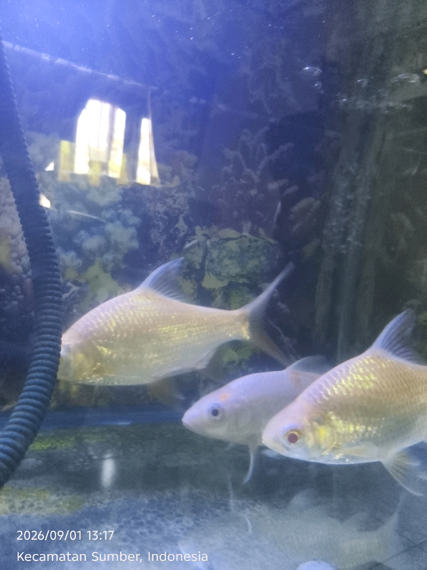 The image shows three fish in an aquarium. The fish are light-colored with some iridescent scales. The aquarium appears to be lit from above, casting a bright glow on the fish. In the background, there are rocks and some aquatic plants. A black corrugated tube is visible on the left side of the image, likely part of the aquarium's filtration system. The bottom of the image contains a timestamp "2026/09/01 13:17" and a location "Kecamatan Sumber, Indonesia".