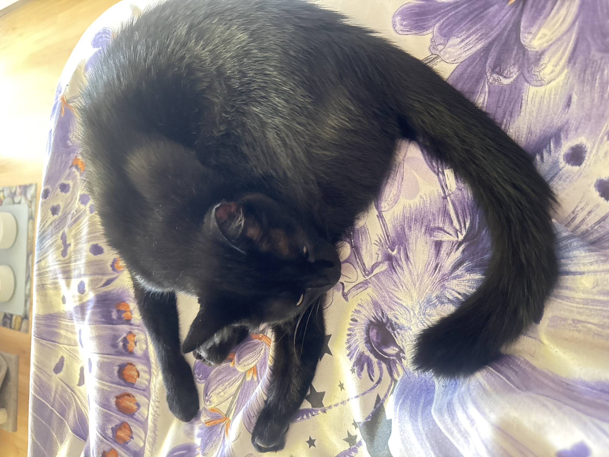 A black cat is lying curled up on a bed with a purple and white floral print sheet. The cat's body is mostly dark, with some lighter gray undertones visible in its fur. Its eyes are partially open and appear to be a light green or yellow color. The cat's tail is curled around its body. The bed is in an indoor setting, possibly a bedroom, with a wooden floor and furniture visible in the background. The lighting is soft and natural, suggesting it is daytime.