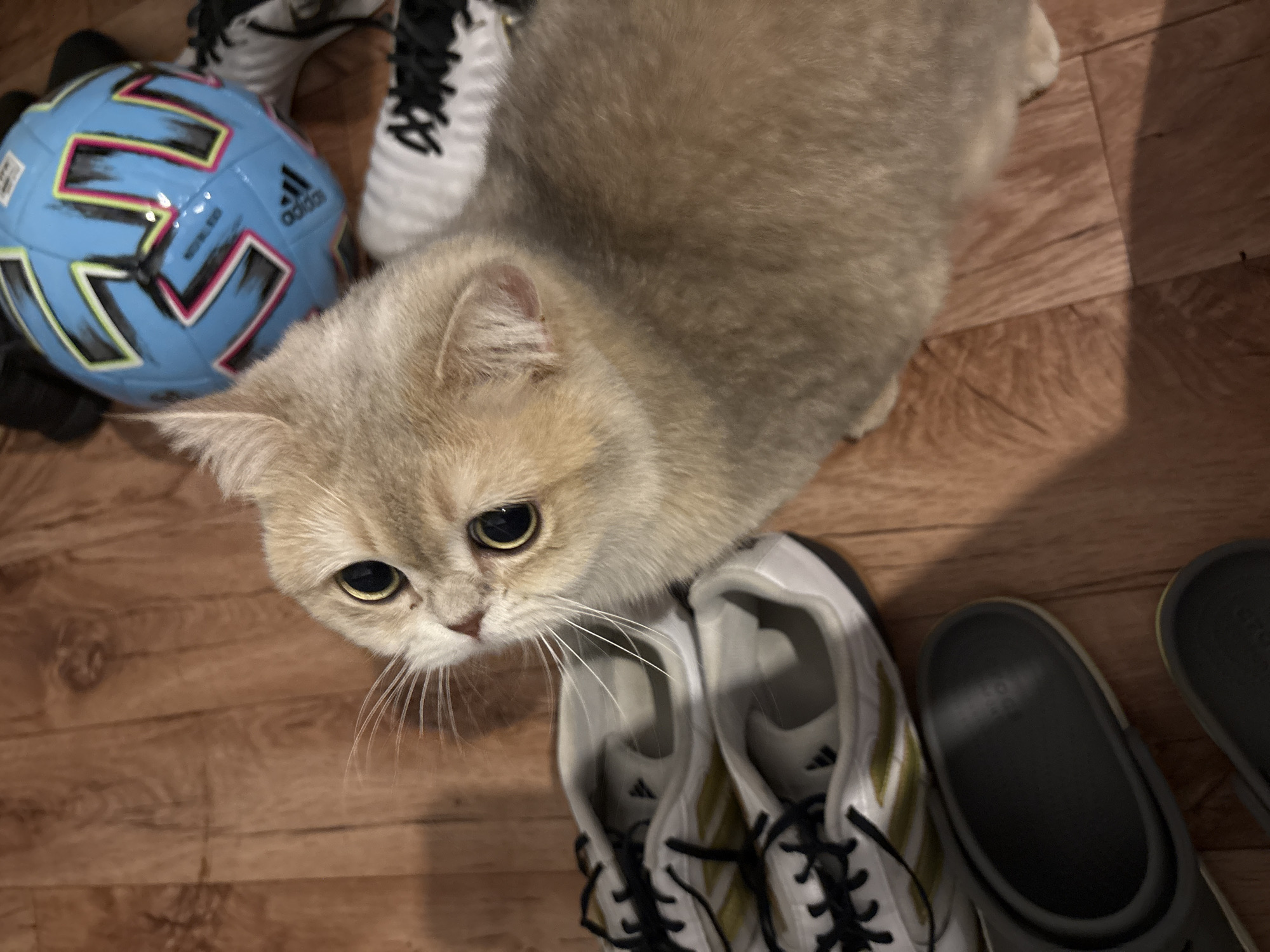 A tan cat with large, round, yellow eyes looks upward at the camera from a hardwood floor. The cat is surrounded by sports equipment. A blue Adidas soccer ball with black, pink, and green markings lies to the left of the cat's head, adjacent to a pair of white and black Adidas soccer cleats. A second pair of white and gold Adidas sneakers is below the cat's head. Gray rubber slides are visible to the right of the sneakers. The cat is light tan in color and appears to be a short-haired breed. The scene is likely inside a home in the city of Chaikovsky, Russia, based on the prompt's request.
