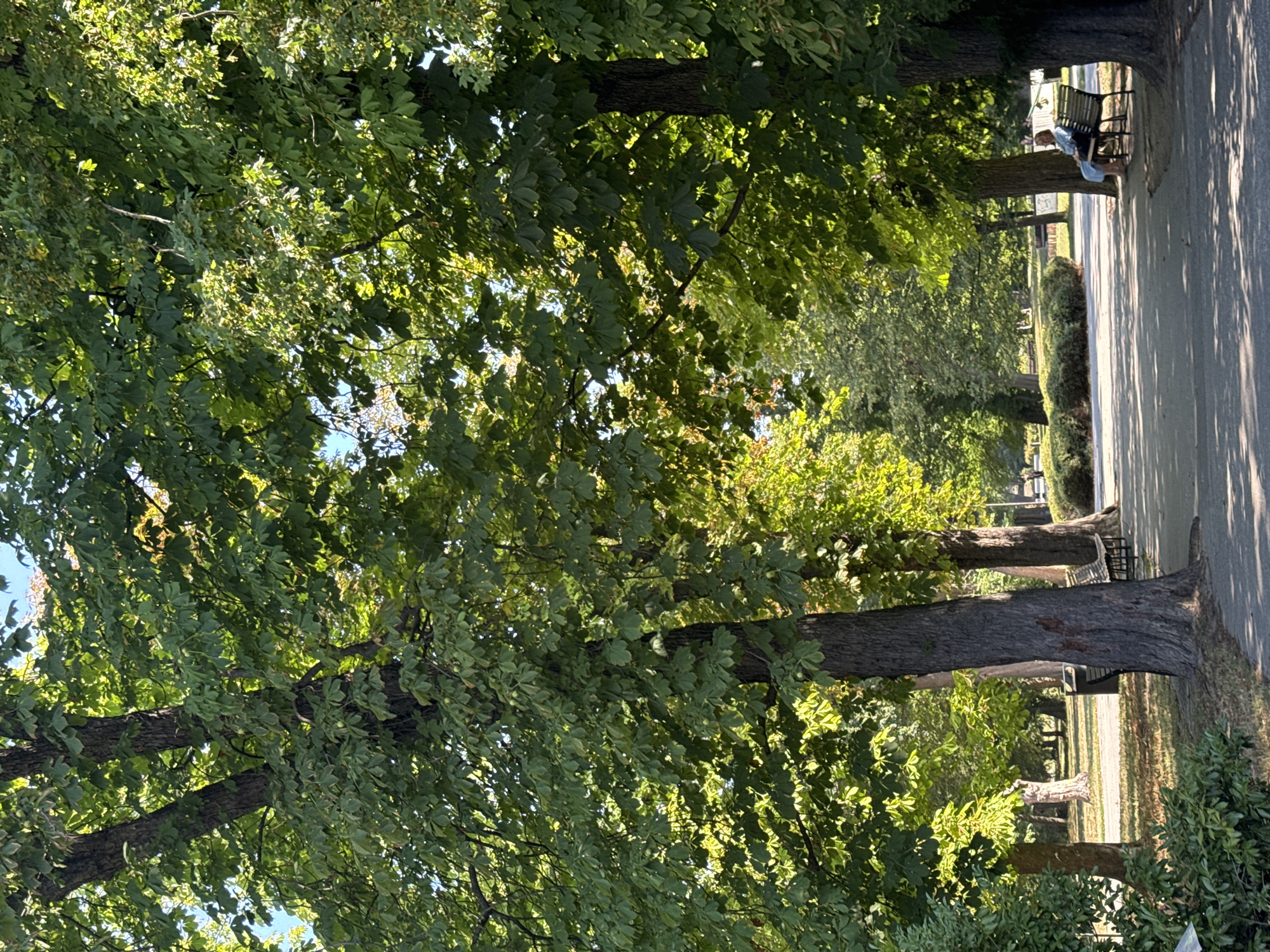 This is a photograph of a park in Bratislava, Slovakia, on a sunny day. The scene depicts a paved pathway winding through a tree-lined park. On the right side of the pathway, a bench is occupied by a person sitting down. The trees are lush with green leaves, and sunlight filters through the canopy, creating dappled shadows on the ground. In the background, other trees, bushes, and a trash receptacle are visible. The overall impression is one of a peaceful outdoor setting.