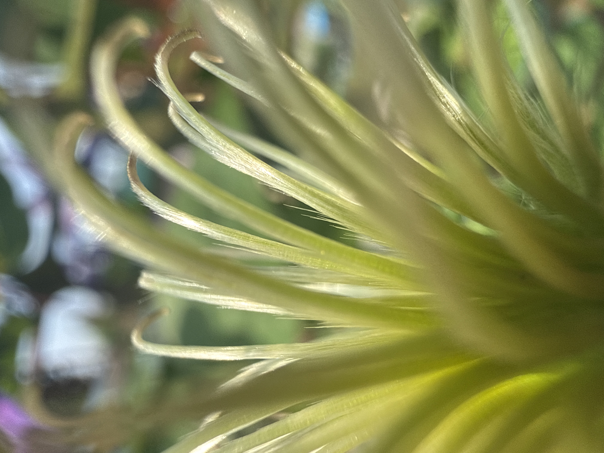 The image is a close-up, macro photograph of a plant's stamens. The stamens are pale green and yellow, with delicate, fuzzy filaments extending outwards. The background is softly blurred, with hints of green foliage and some out-of-focus purple and white shapes, possibly other flowers or objects. The lighting appears natural and somewhat diffused, creating a gentle glow on the plant's reproductive parts. There is no indication of human presence or activity in the image, and therefore no specific location in Baryshevo, Russia can be determined. The focus is entirely on the botanical details of the plant.