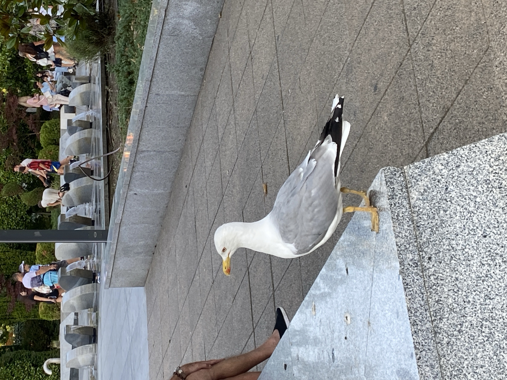 In the foreground of the image, a large seagull stands on a granite surface, facing left. The seagull has white and gray plumage, a yellow beak with a red spot, and yellow legs. Behind the seagull, a paved walkway with a diamond pattern extends into the background. In the mid-ground, several people are visible near a water feature. The water feature appears to be a series of modern, curved stone structures with water flowing over them. The background consists of dense green foliage, suggesting a park or garden area. The setting is identified as the "Sea Station" in Burgas, Bulgaria, a known location for public spaces and waterfront attractions.
