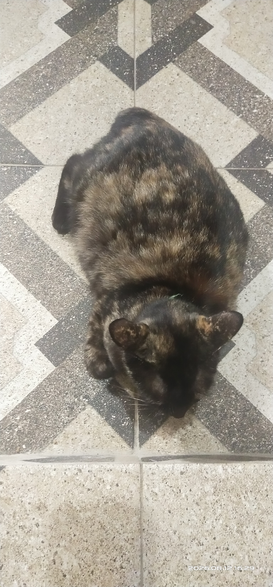 A tortoiseshell cat is lying on a tiled floor with a geometric pattern. The cat is curled up with its head down, facing towards the bottom of the frame. The tiles are a mix of light and dark gray with a speckled texture. A green collar is visible around the cat's neck. The timestamp "2026.08.12 16:29" is visible in the bottom right corner of the image. The image was taken in Matabu, Indonesia.