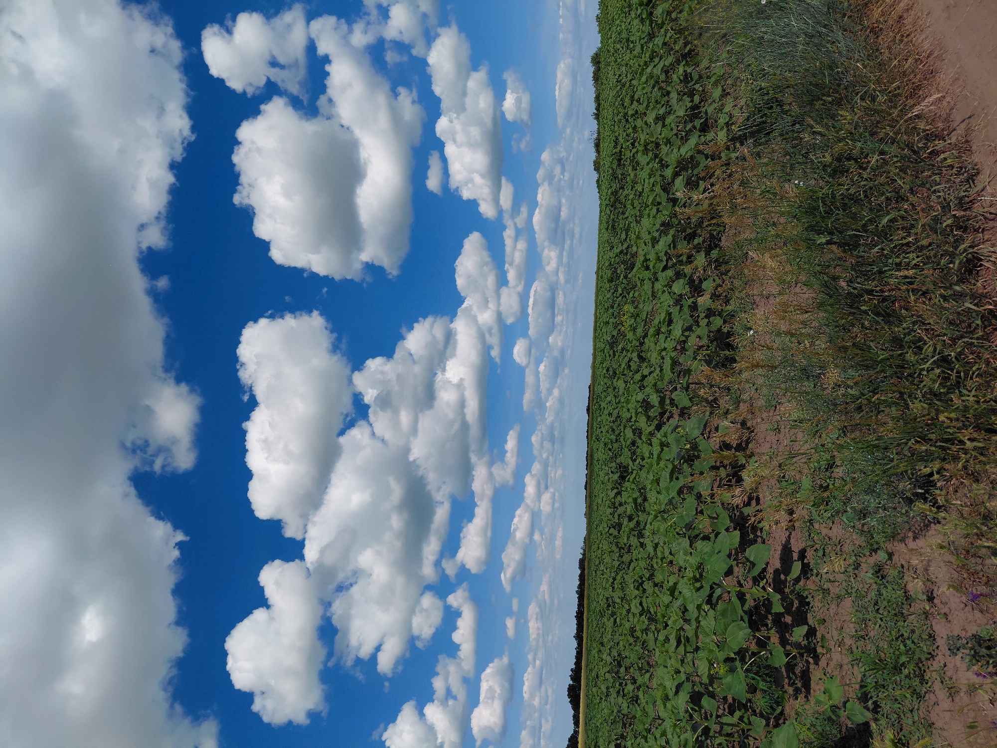 This is a vertical, eye-level, medium shot of a vast field of young, green plants, likely sunflowers, under a bright blue sky filled with numerous puffy white clouds. The field stretches horizontally across the lower two-thirds of the frame, with the plants appearing uniformly dense and green. The foreground features a strip of dry, brown earth with patches of dry grass and some scattered green weeds. In the distance, a line of dark trees forms the horizon, separating the field from the sky. The lighting suggests it is a sunny day.