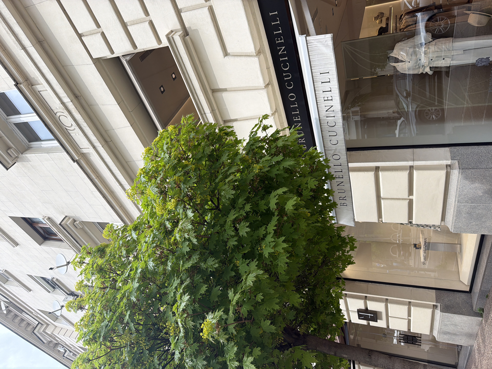 The image, rotated counter-clockwise, depicts a vibrant street scene in Sofia, Bulgaria, centered on a large, leafy green tree and the facade of a building housing commercial establishments. The tree, full of dense, bright green leaves and scattered clusters of small yellow-green blossoms, occupies a significant portion of the foreground and midground, its trunk visible at the bottom right.
Behind the tree, a multi-story building with a light-colored stone or concrete facade features classical architectural details, including rectangular patterns and recessed window frames. On the ground floor, a high-end fashion boutique named "BRUNELLO CUCINELLI" is prominently displayed. Its name is visible on a tall black vertical sign with white lettering, as well as on a silver-colored awning or second sign below it. The large display window of the "BRUNELLO CUCINELLI" store reflects parts of the street, including a light-colored car, and another brand name, "STUART WEITZMAN," which is also visible on a sign further down the street. Inside the Brunello Cucinelli window, a white garment on a mannequin can be seen.
The upper floors of the building feature several windows, and two small white satellite dishes are mounted on the facade on the left side of the image. The scene is illuminated by bright, diffuse daylight, suggesting an overcast sky or soft morning/afternoon light. No people or specific activities are visible, presenting a static street view.