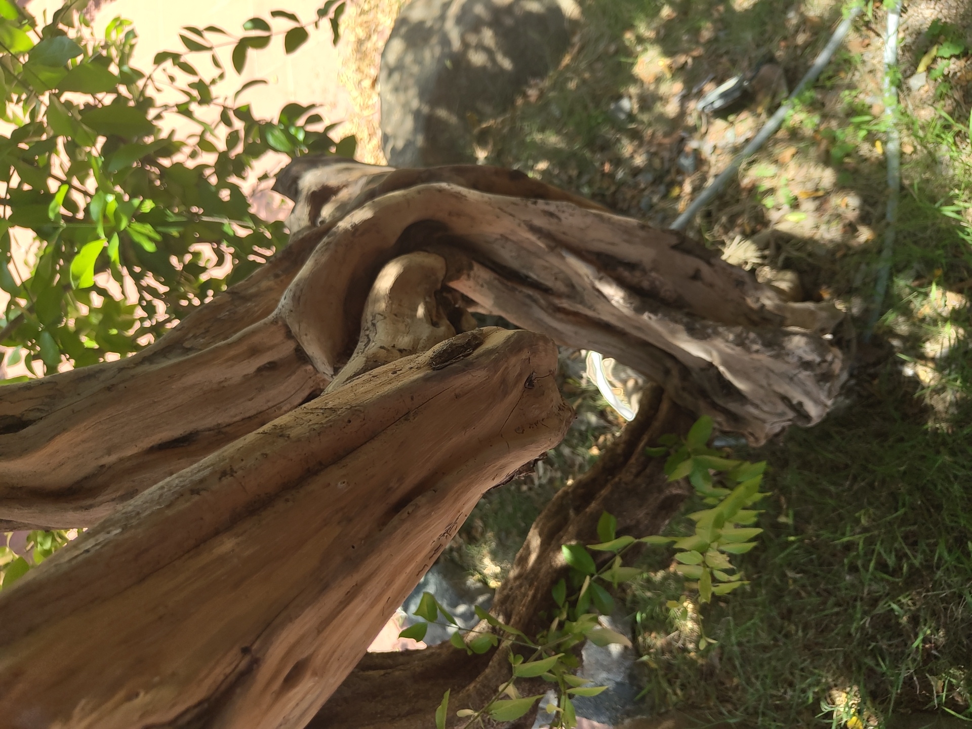 The image displays a close-up of a twisted, weathered tree trunk with distinctive knotty formations. Lush green leaves and branches sprout from the upper right portion of the trunk, suggesting a living tree. The ground beneath is covered in green grass and scattered debris, with a large, shadowy rock formation visible in the background to the right. The scene is illuminated by natural sunlight, casting shadows. No people or specific urban features are discernible, making it difficult to pinpoint a location within Bac Nha Trang Ward, Vietnam, without additional context.