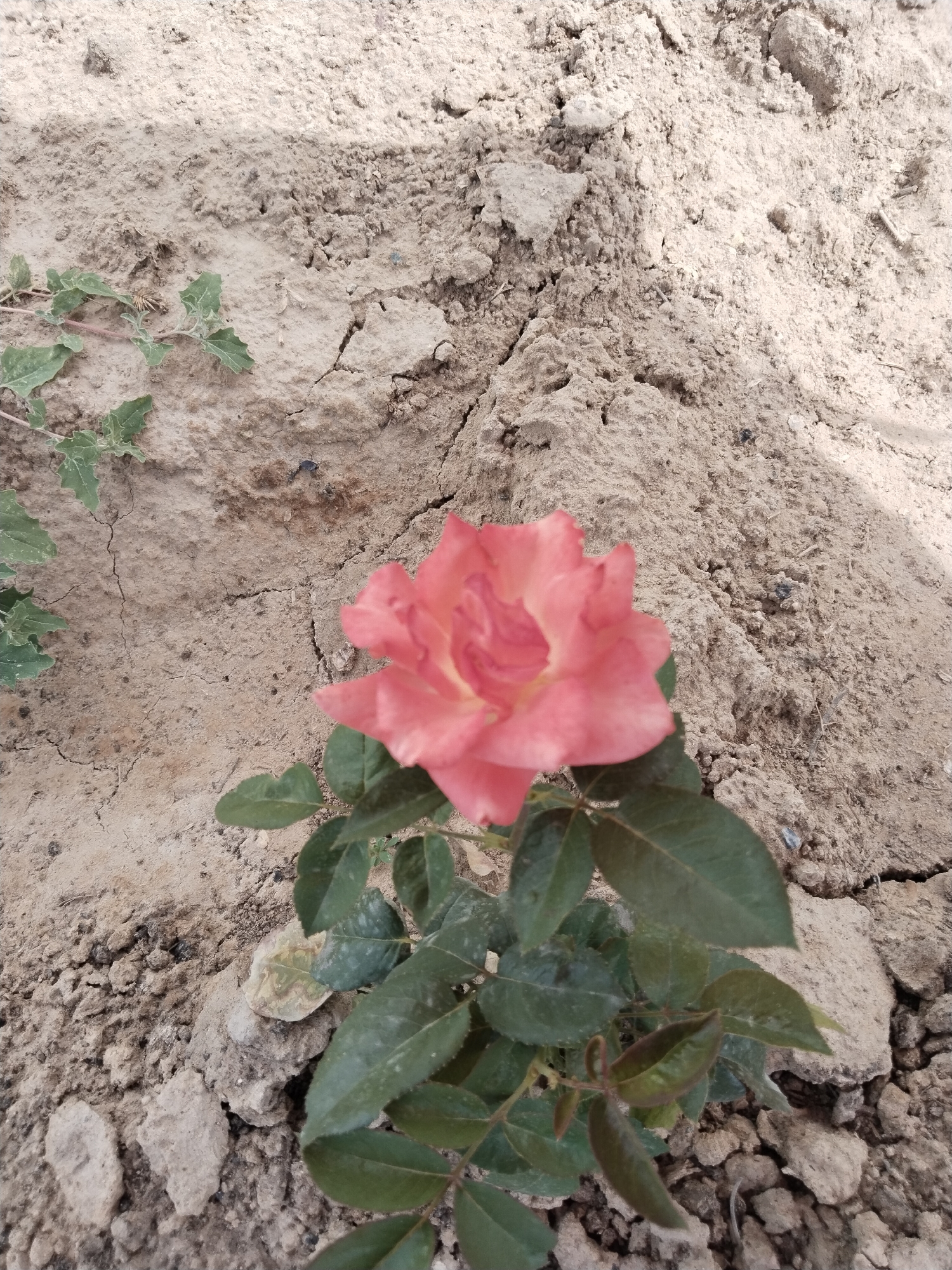In Kenes, Kazakhstan, a single pink rose blooms in dry, cracked earth. The rose, with its delicate petals, stands out against the barren ground. Surrounding the rose are small green leaves and thorny stems. In the background, the dry, dusty landscape of Kenes is visible, with patches of sparse vegetation and scattered rocks. The sunlight casts shadows on the ground, indicating a bright day.