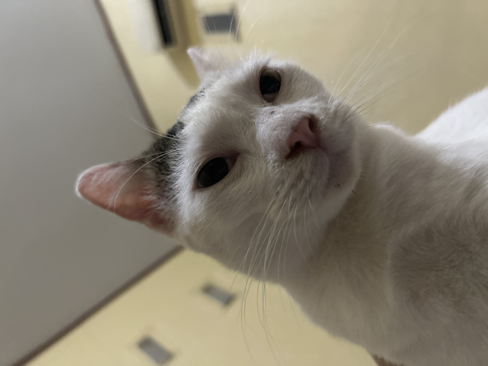 A close-up, low-angle shot captures a white cat with grey markings on its head. The cat is looking directly at the camera with its ears perked up. The background is a plain yellow wall with two rectangular objects on it, possibly light switches or ventilation covers, and a dark horizontal object in the upper right corner, resembling an air conditioning unit. The lighting appears to be indoor and somewhat dim. The image is set in a domestic environment, and there is no indication that this location is in Makassar, Indonesia.