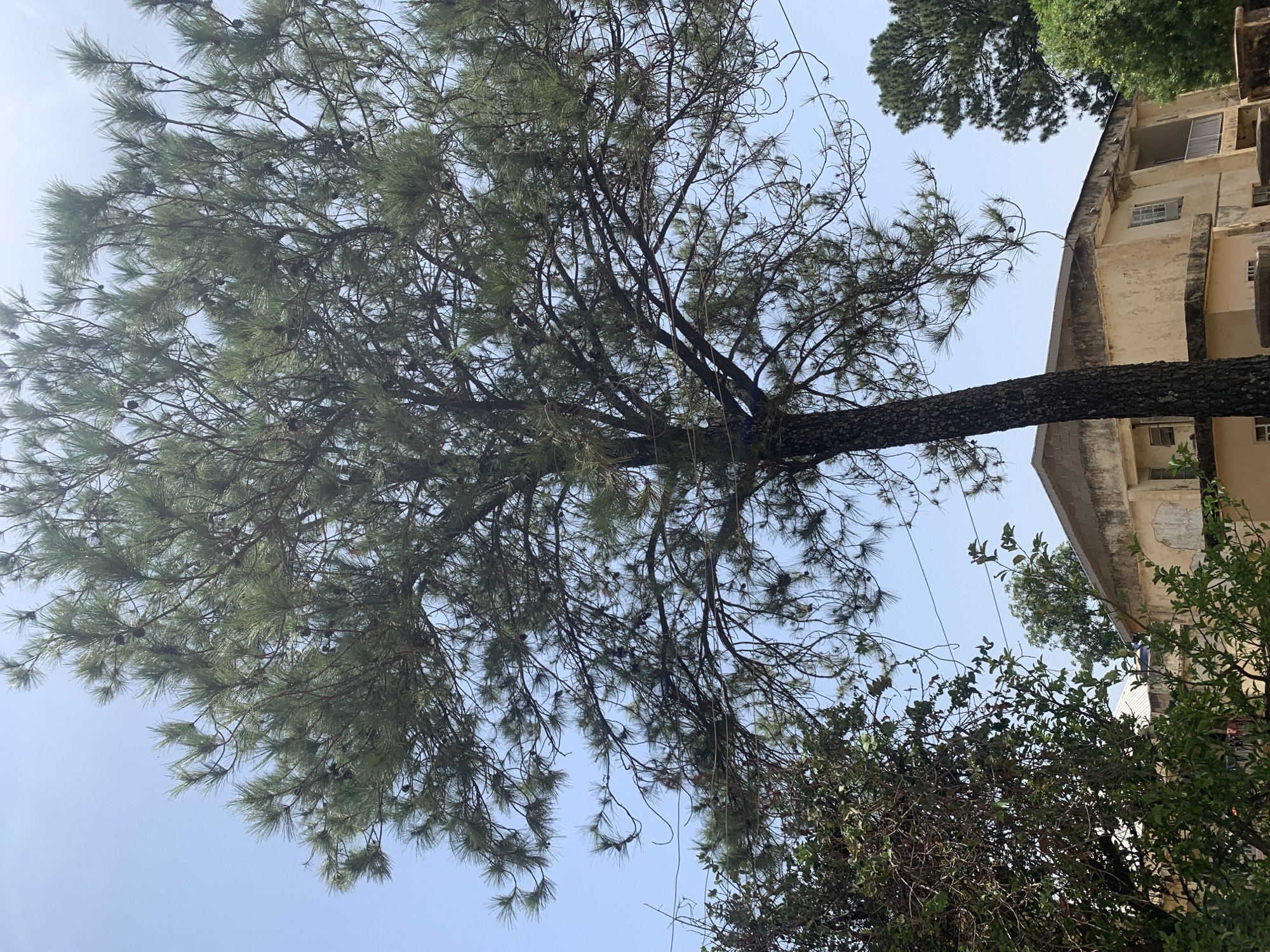 The image shows a large pine tree with dense green needles and visible cones against a blue sky. The tree's trunk is thick and textured. To the right of the tree is a weathered, multi-story building with visible windows and architectural details. In the foreground, there are bushes with green foliage. A city location in Rafin Par, Nigeria, is given. No people are visible. The scene is taken from a low angle, looking up. Utility wires run through the scene.