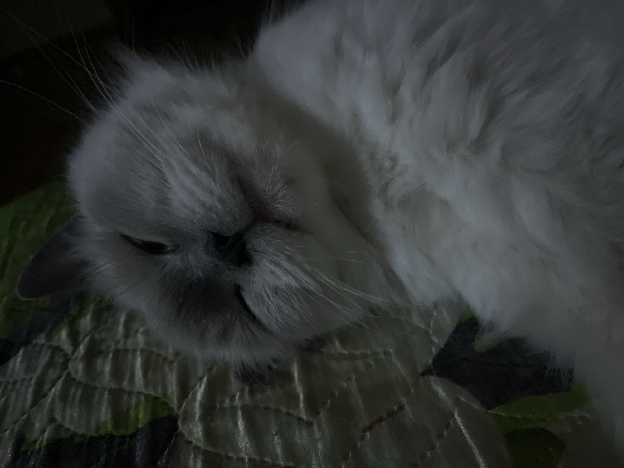 A white long-haired cat is resting its head on a green and white quilted surface. The cat has a grayish-toned face and a plush, white body. The background is dark, suggesting a dimly lit room. The cat appears to be relaxed with its eyes partially closed. Location information is not discernible from the image.